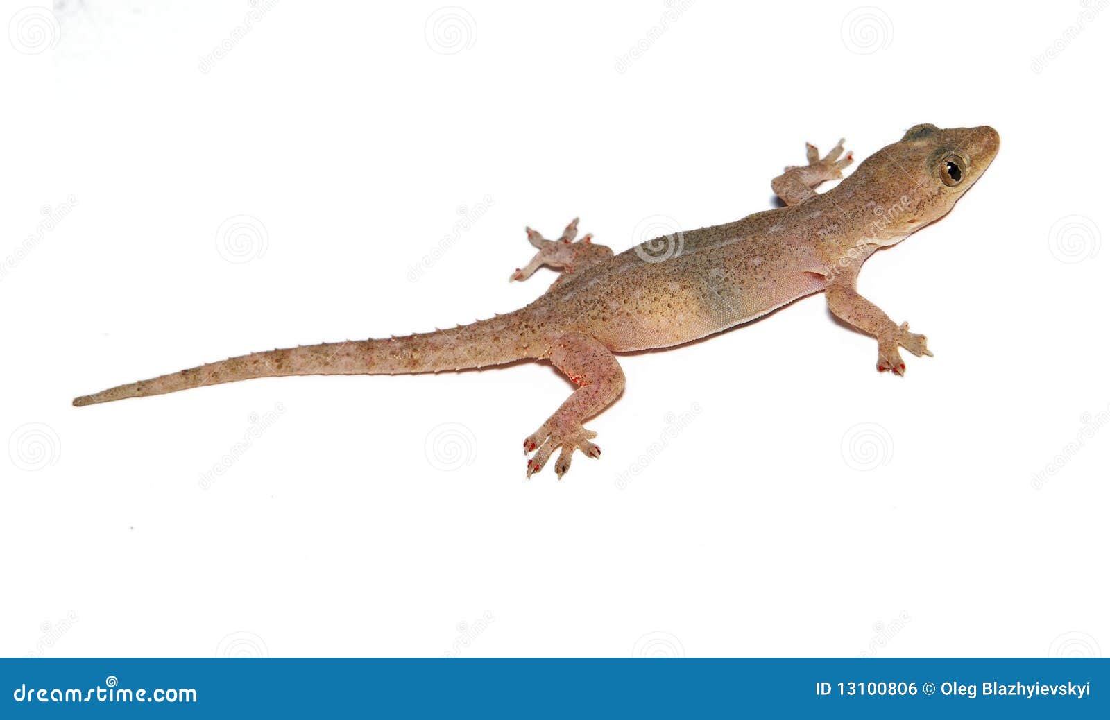 Gecko. Small lizard. stock photo. Image of tropical, vertebrate