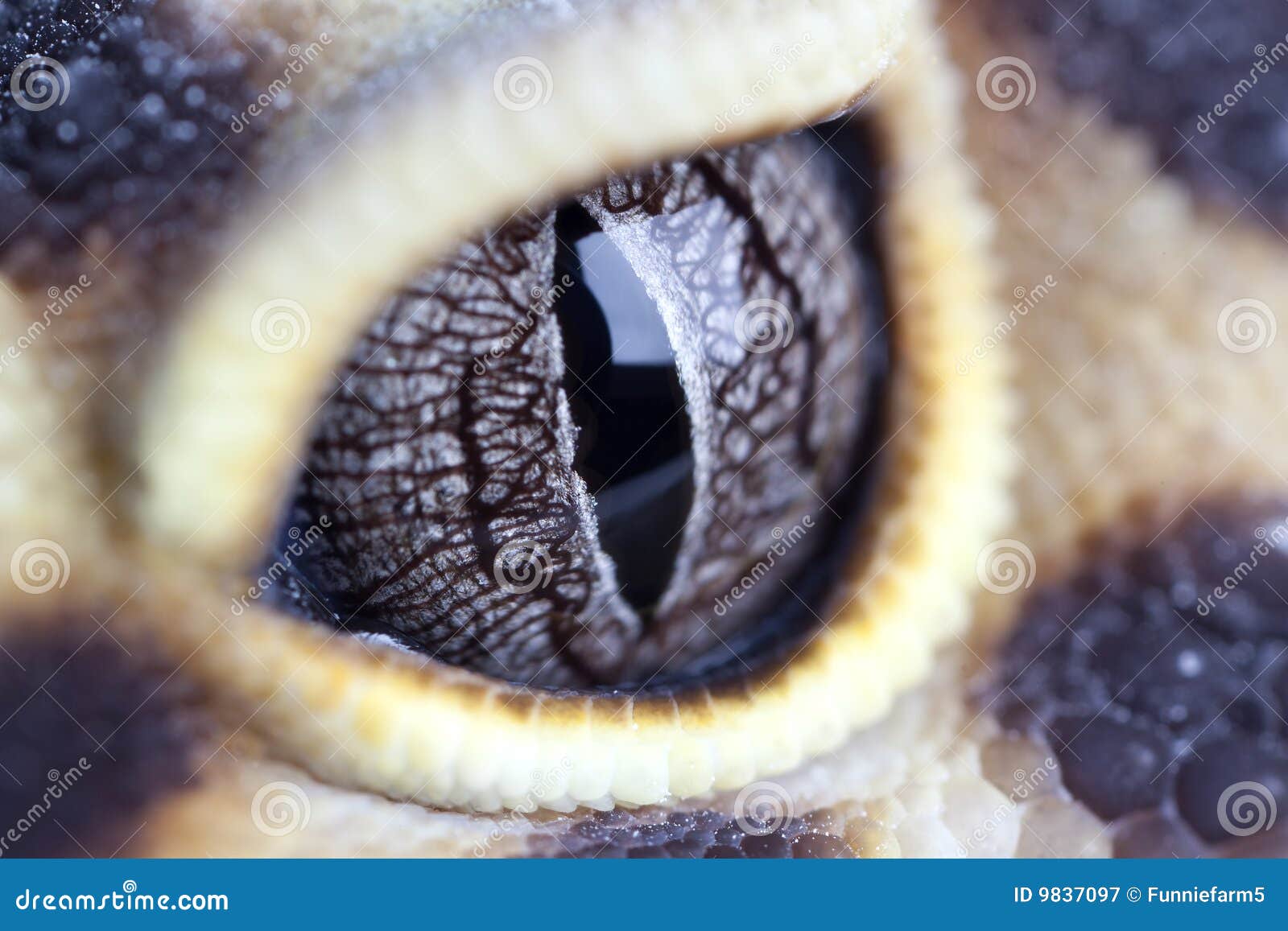 Geckos Eye Stock Image Image Of Amphibian Gecko Yellow 9837097