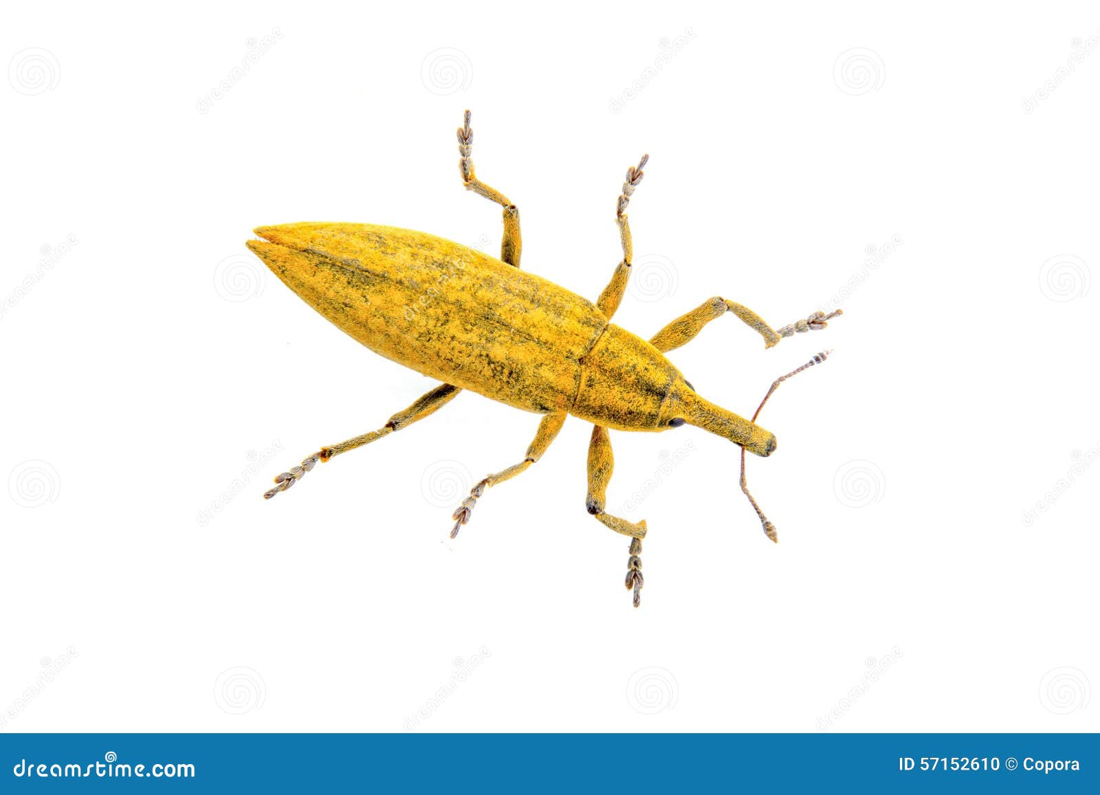 Op Witte Achtergrond Stock Foto - Image of insecten, 57152610
