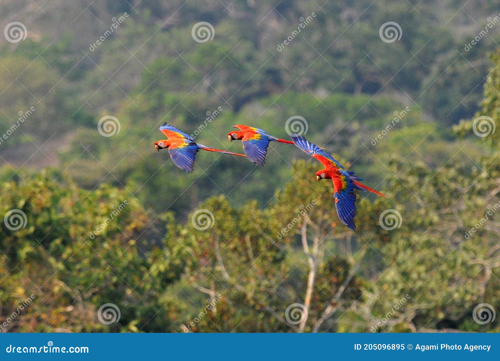 geelvleugelara, scarlet macaw, ara macao