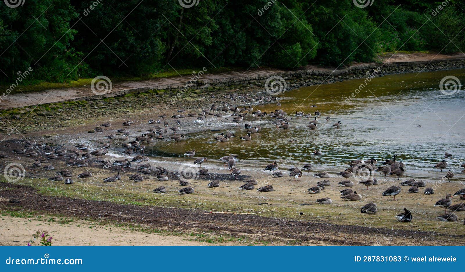 geese colony in eccup reservoir aka the geese beach, leeds, united kingdom
