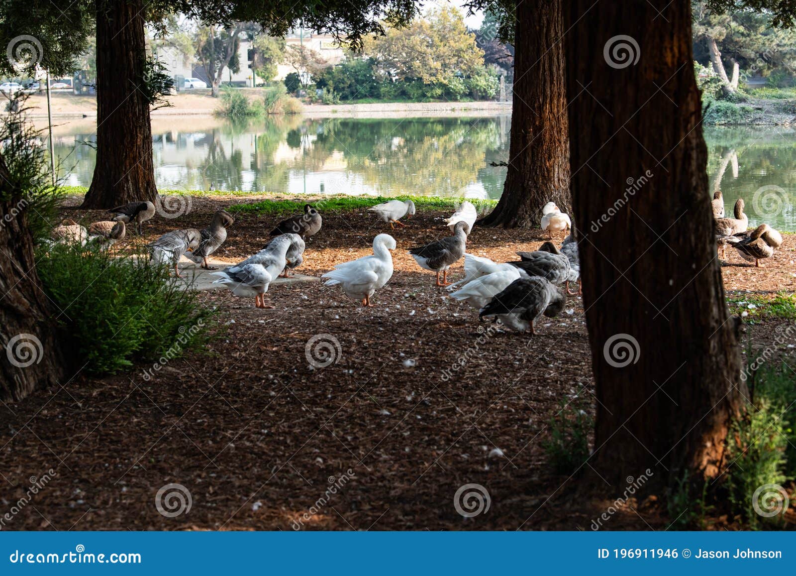 geese under the pine trees at ellis lake