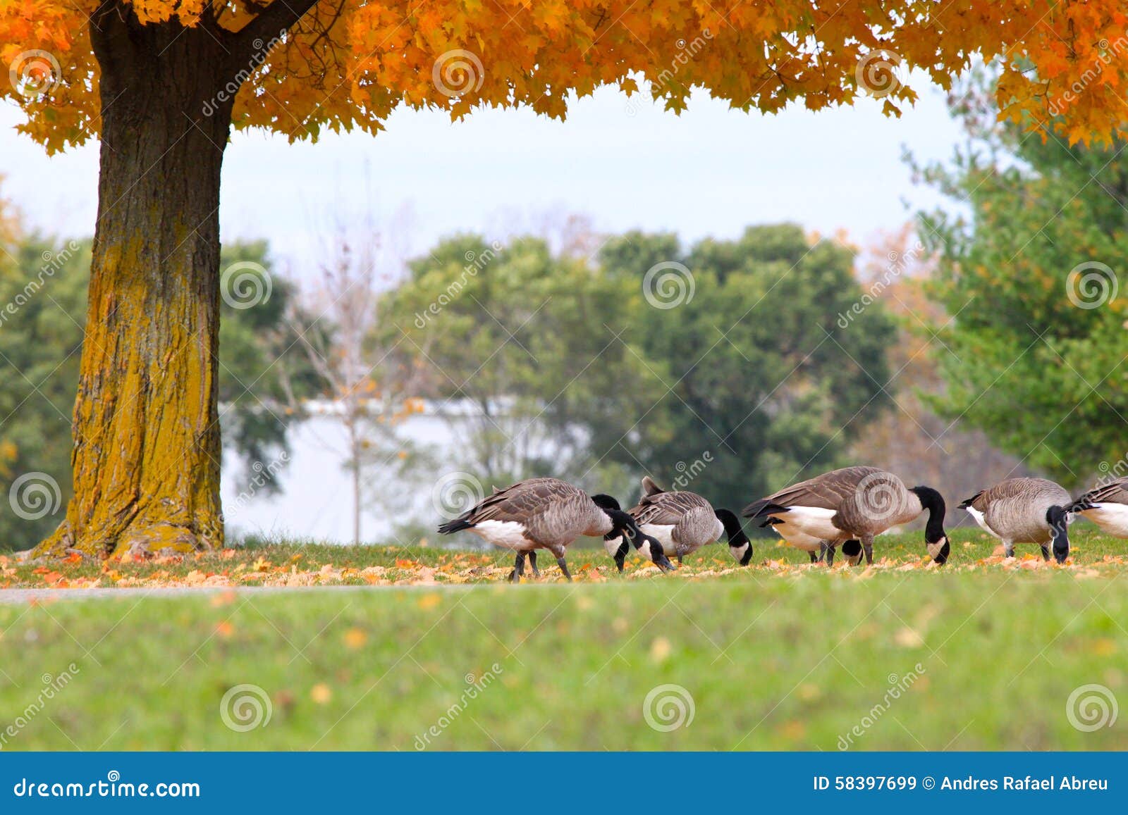 geese in the fall