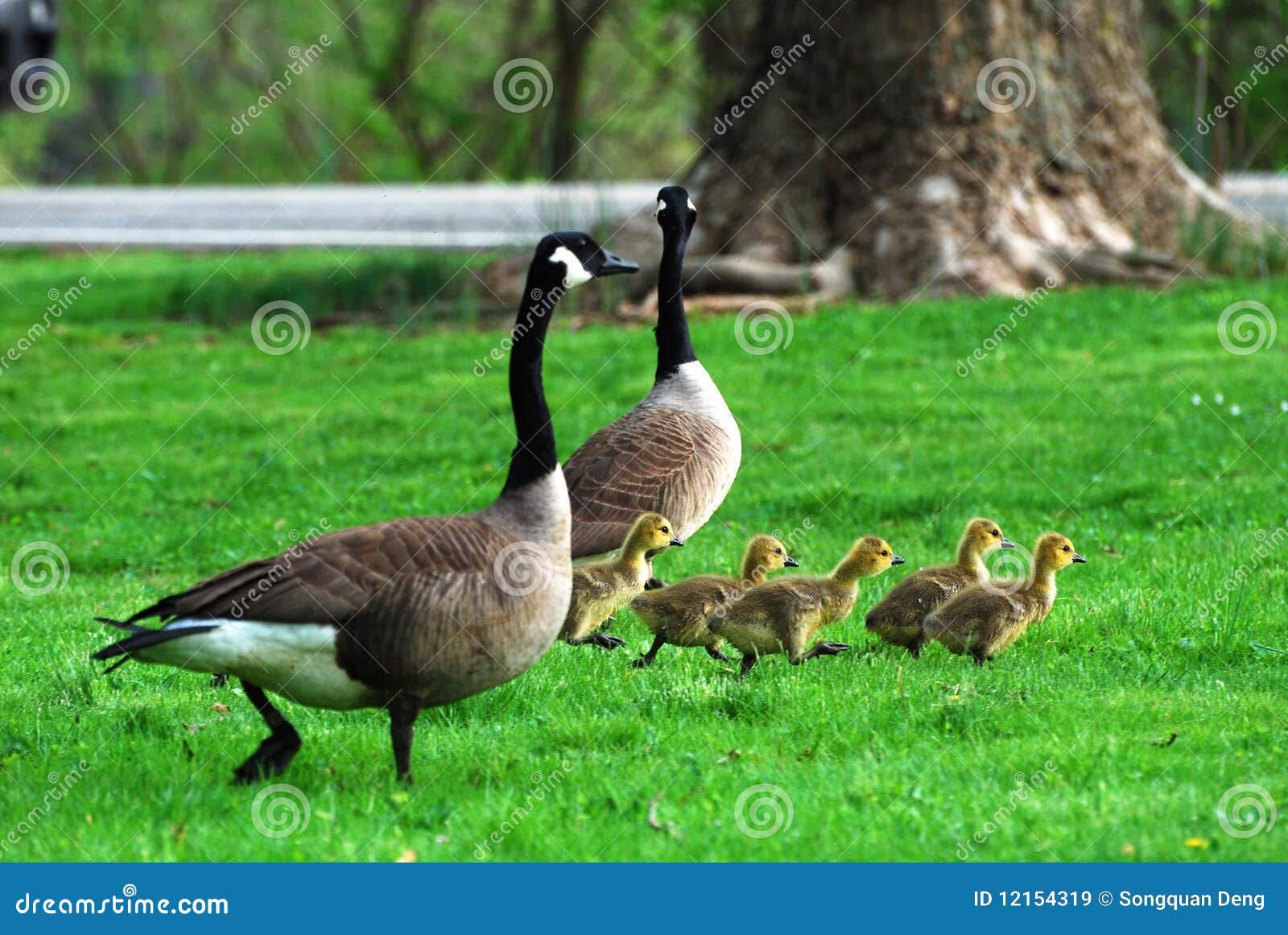 Geese Family stock image. Image of canadian, gosling 12154319