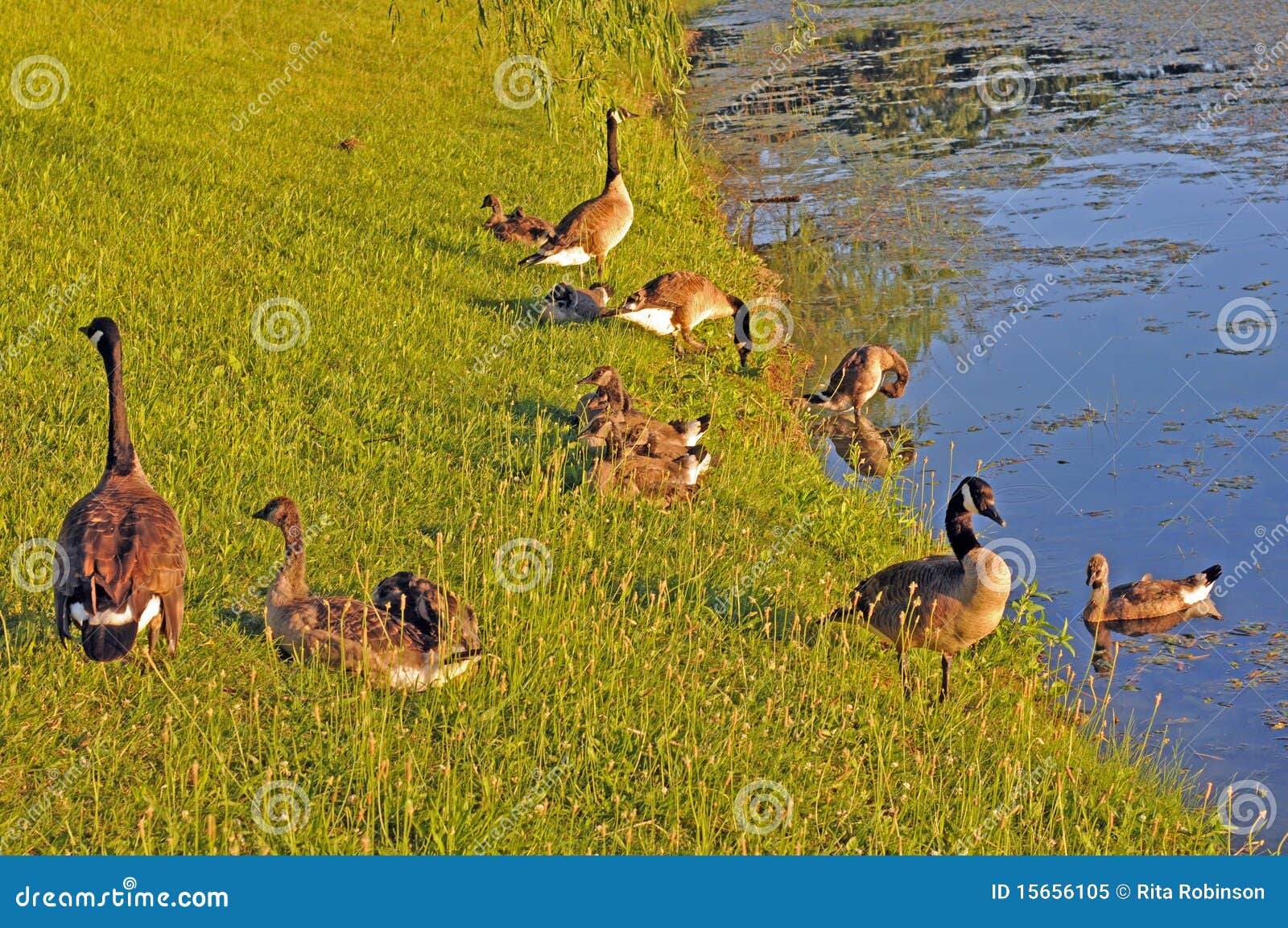 Geese family stock image. Image of outdoors, animal, fowl 15656105