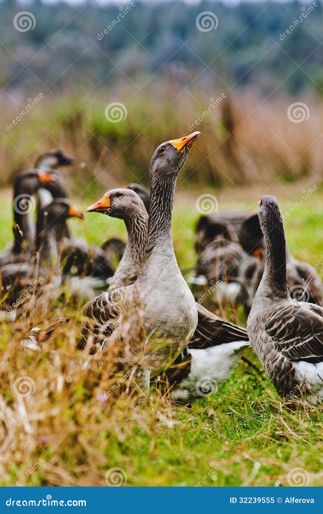 geese in the field