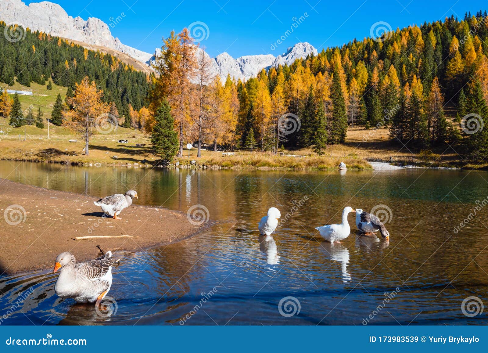 geese flock on autumn alpine mountain pond not far from san pellegrino pass, trentino, dolomites alps, italy