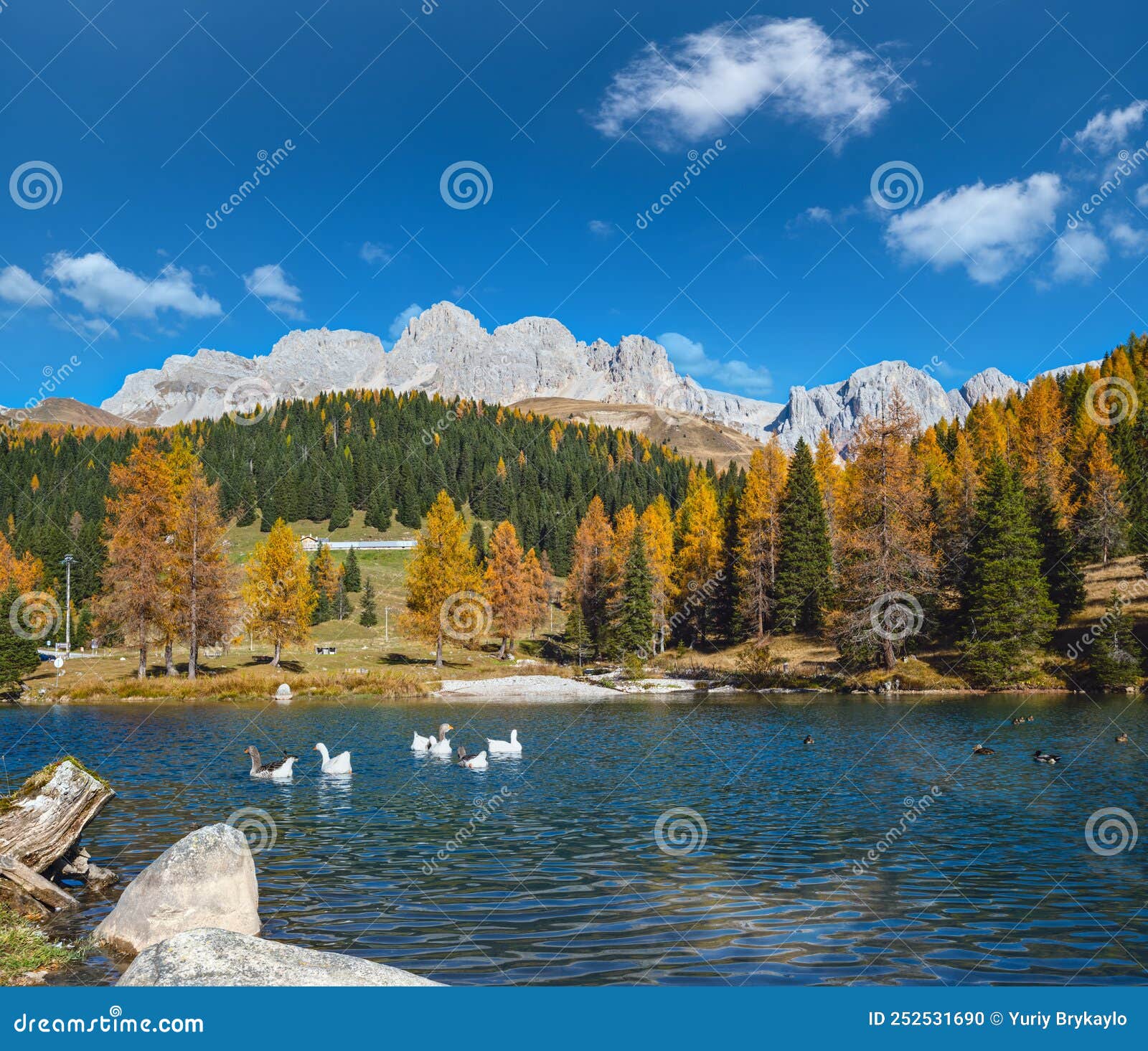 geese flock on autumn alpine mountain pond not far from san pellegrino pass, trentino, dolomites alps, italy