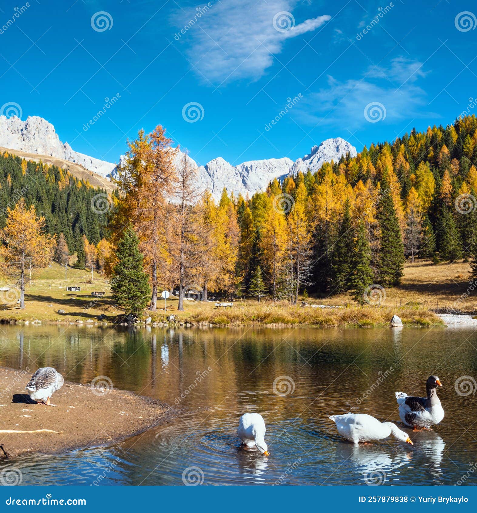 geese flock on autumn alpine mountain pond not far from san pellegrino pass, trentino, dolomites alps, italy