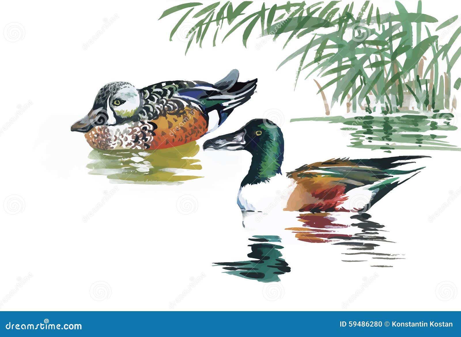 Geese Flock Swimming On Pond Watercolor Vector Illustration Stock