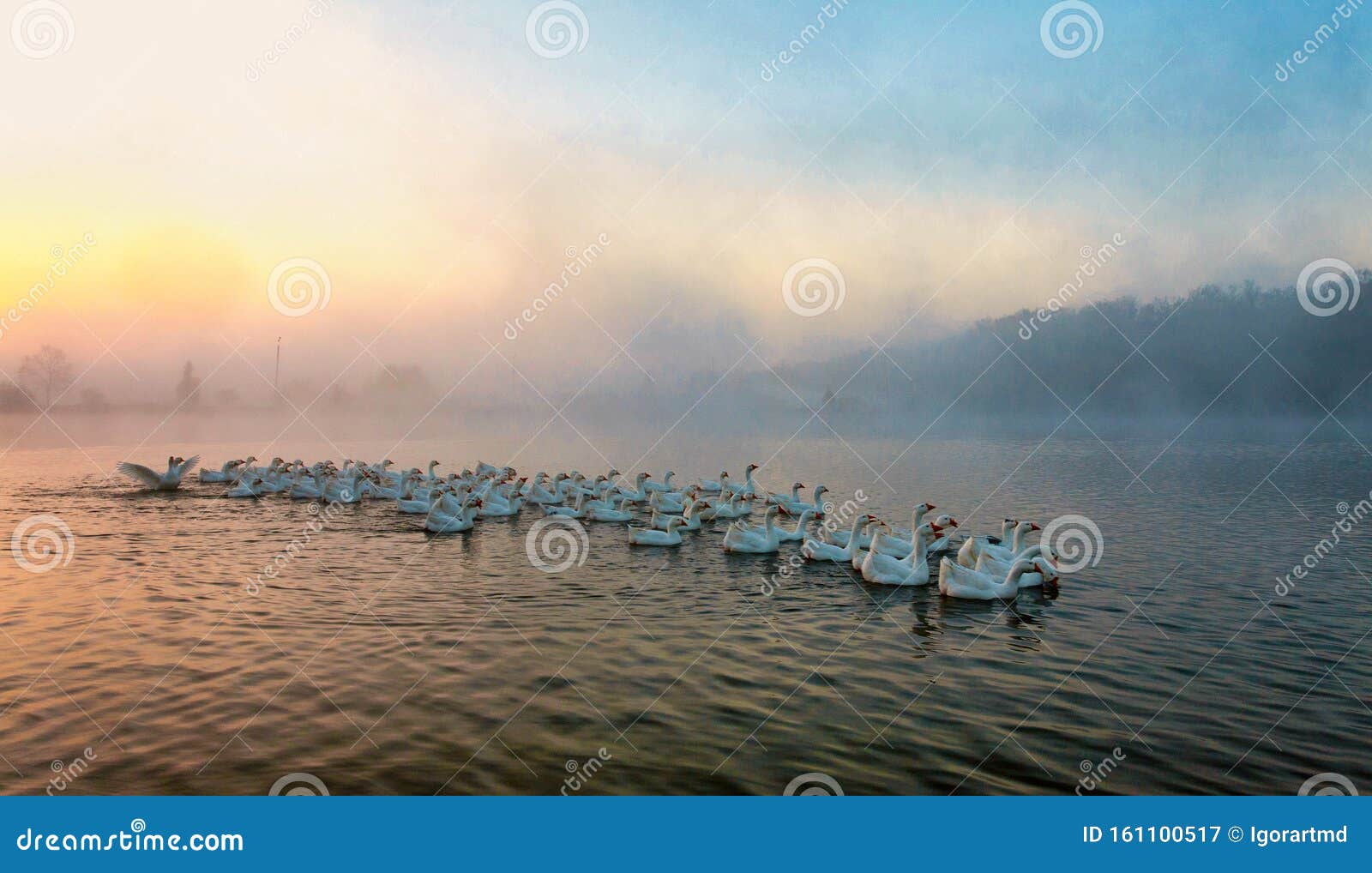 Geese are Flying Away from a Pond Stock Image Image of landscape