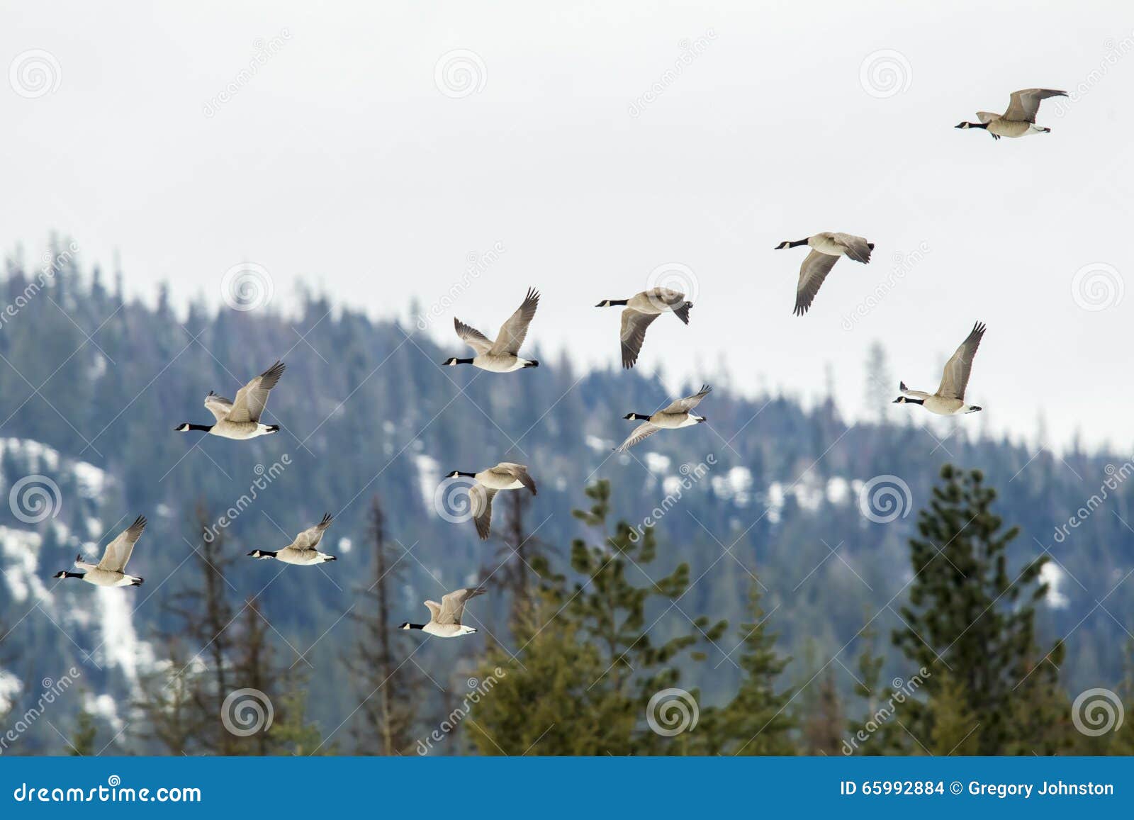Geese flying in formation. stock photo. Image of avian - 65992884