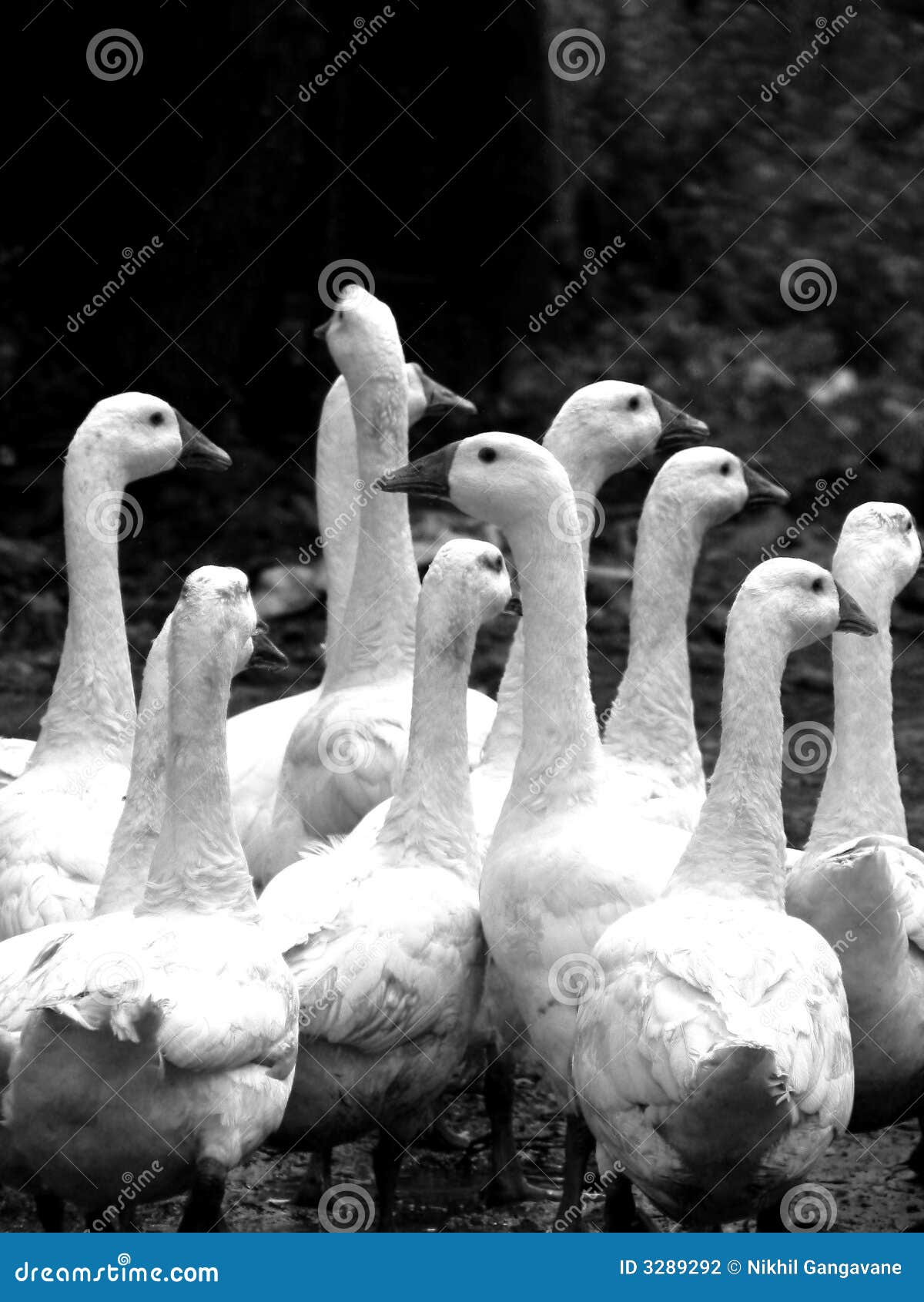 Geese Gang stock photo. Image of team, crowd, marching 3289292