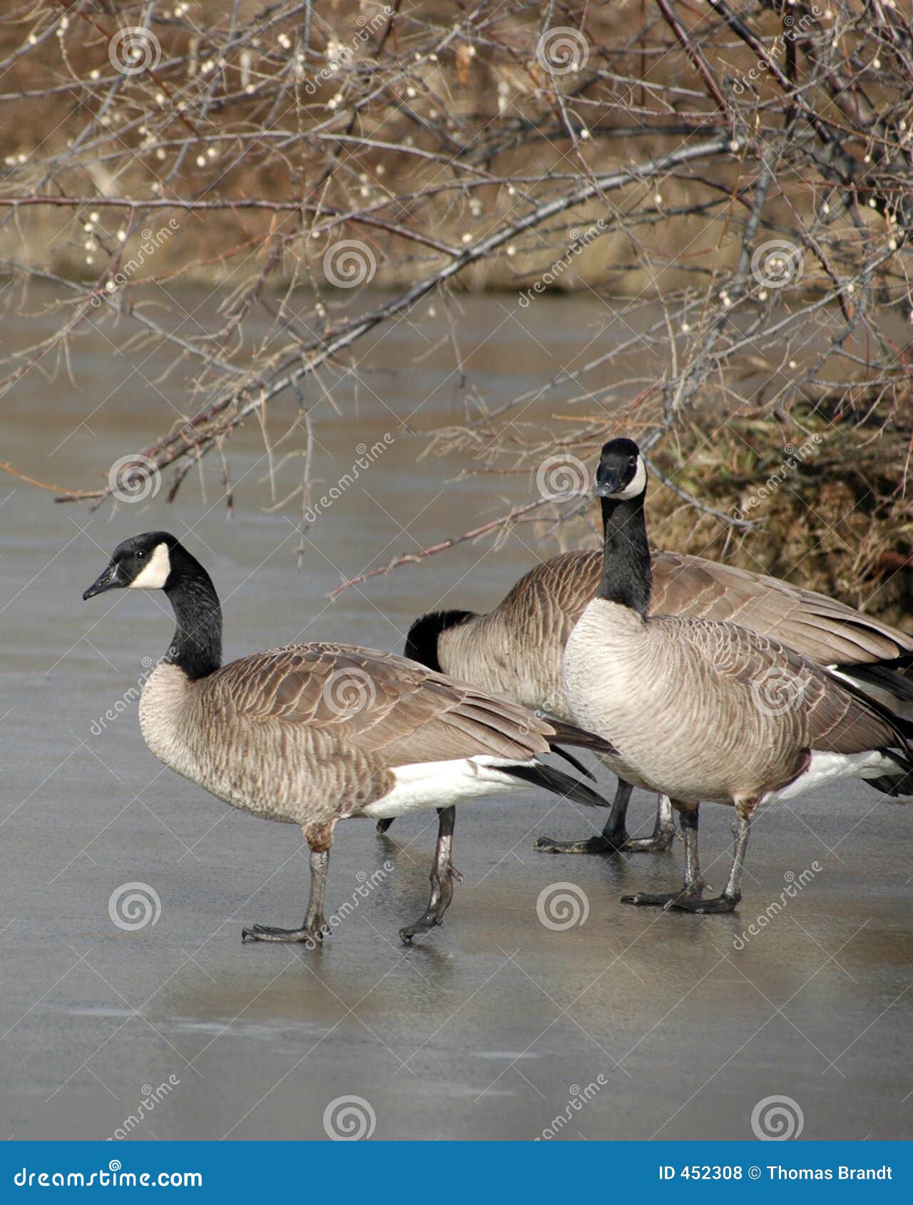 6 262 Canada Geese Pond Stock Photos Free Royalty Free Stock Photos from Dreamstime