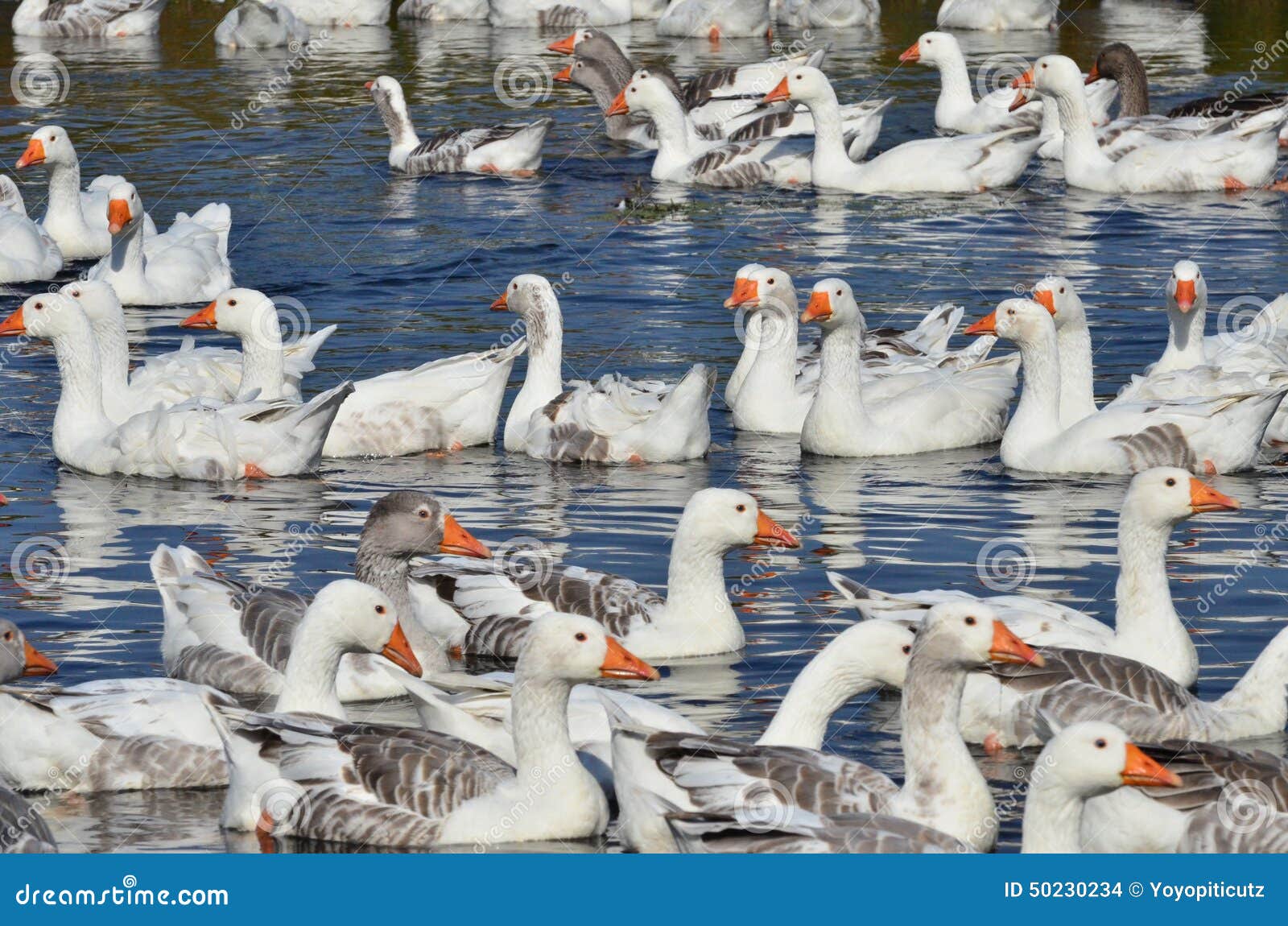 flocks of geese flocks of geese