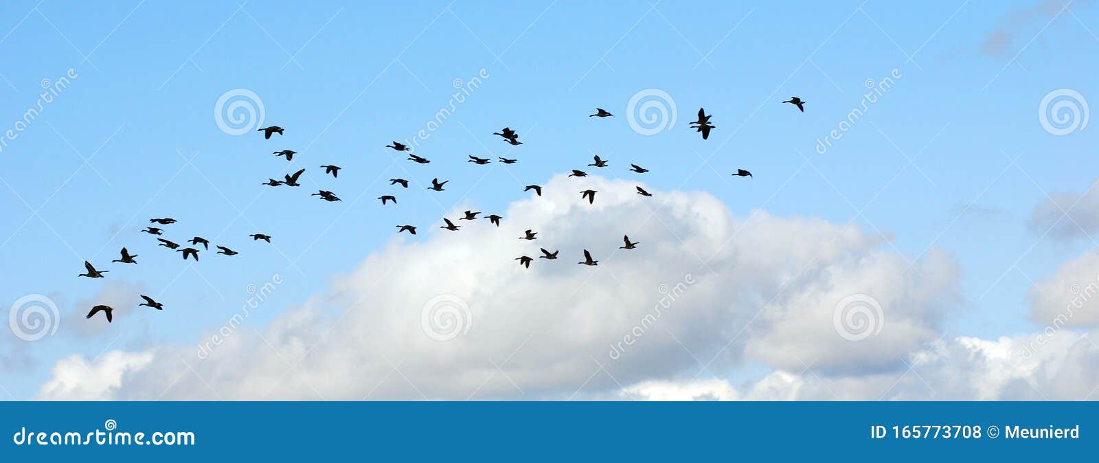 geese migrate each year,