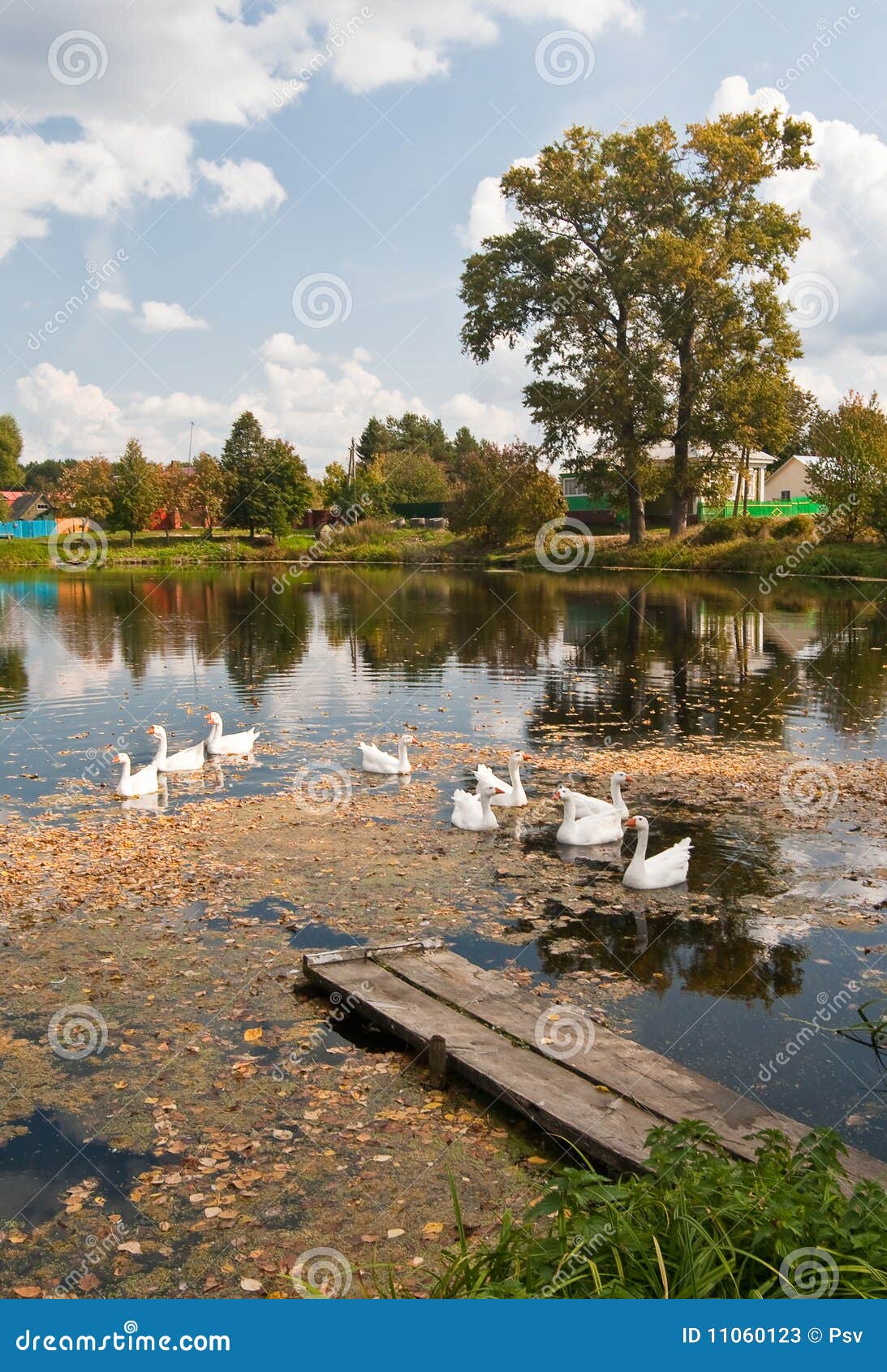 Geese on pond stock image. Image of foliage, pond, calm 11060123