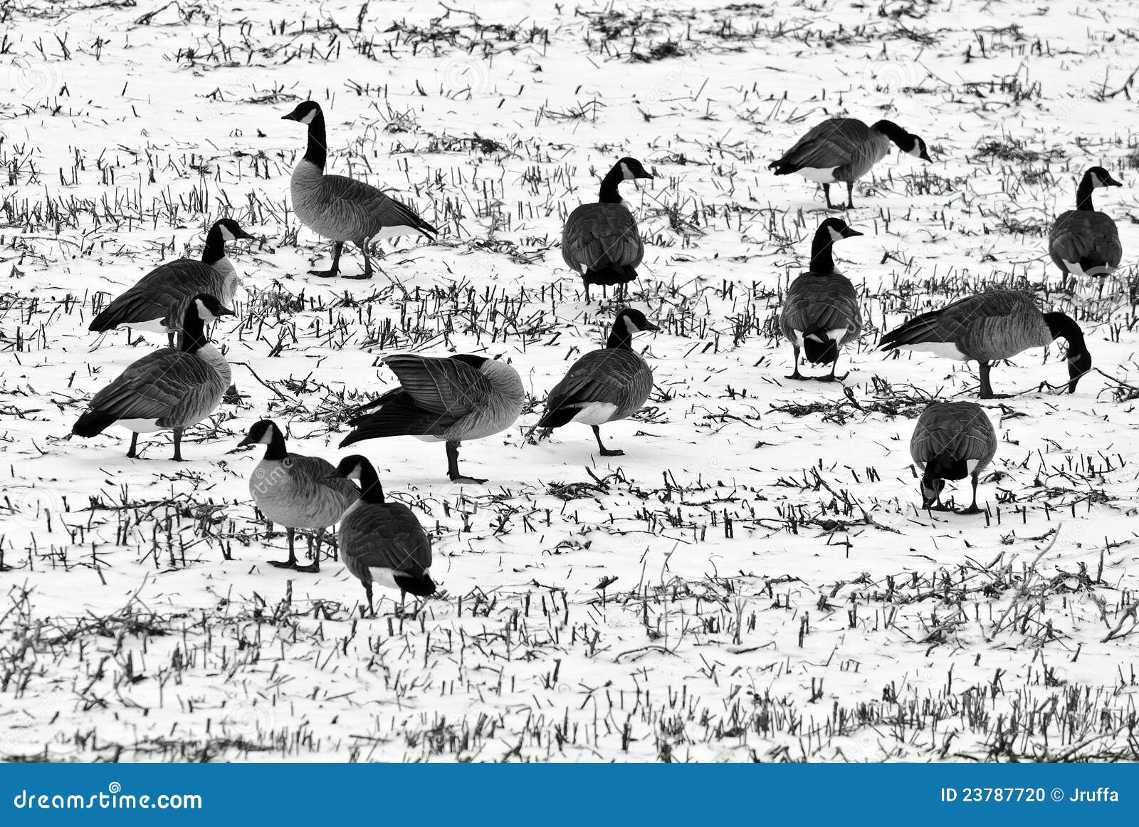 geese in a snow covered field