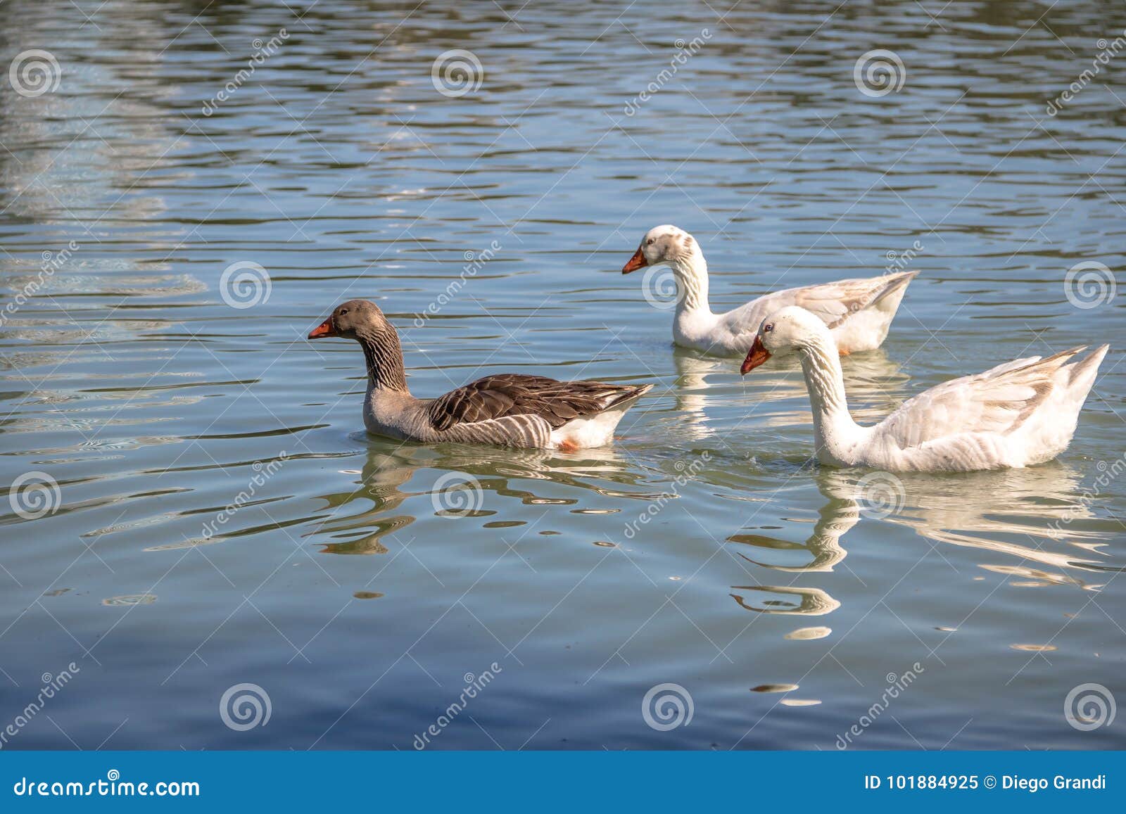 geese swimming in a lake at barigui park - curitiba, parana, brazil