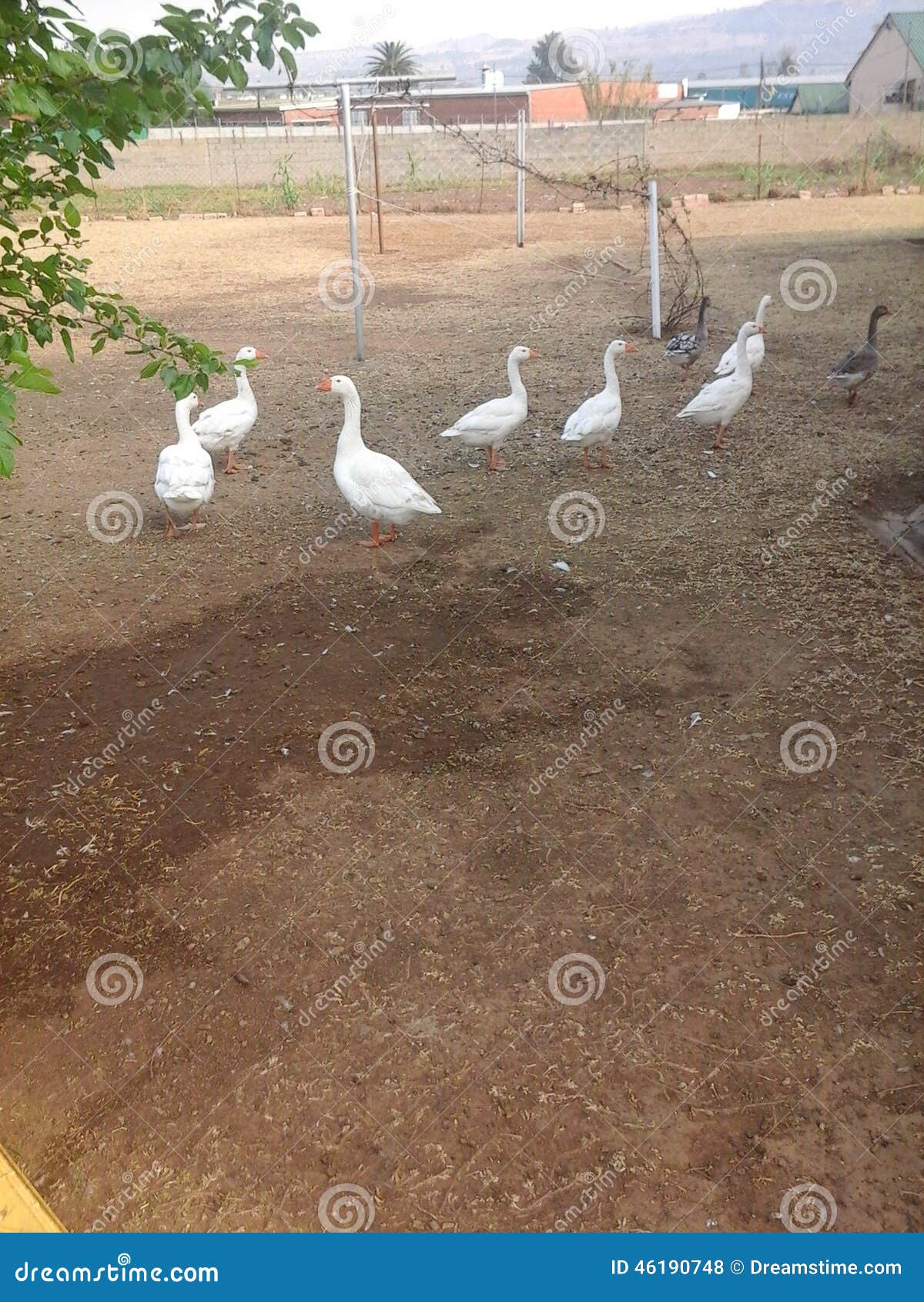 Geese stock photo. Image of male, garden, tame, geese - 46190748