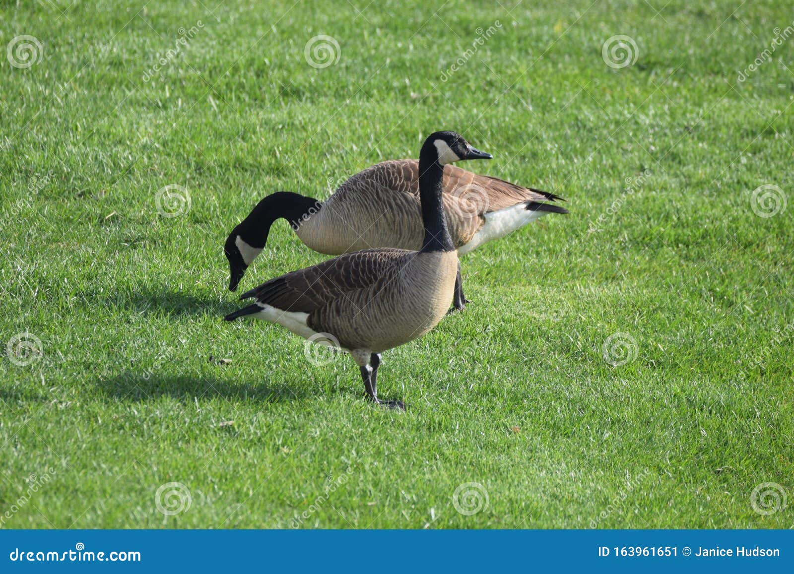 geese waterfowl fall eastern shore