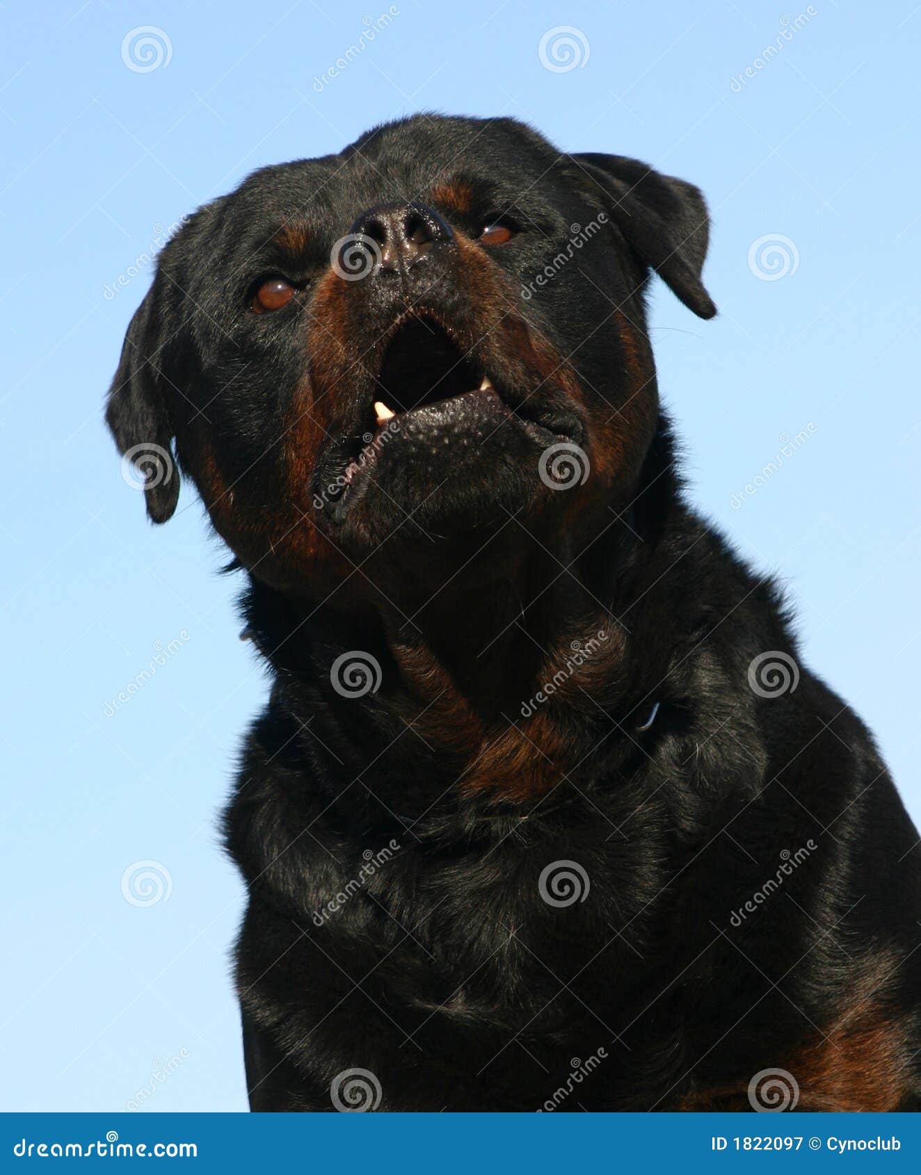 Gefährliches rottweiler stockbild. Bild von hunde, abdeckung 1822097