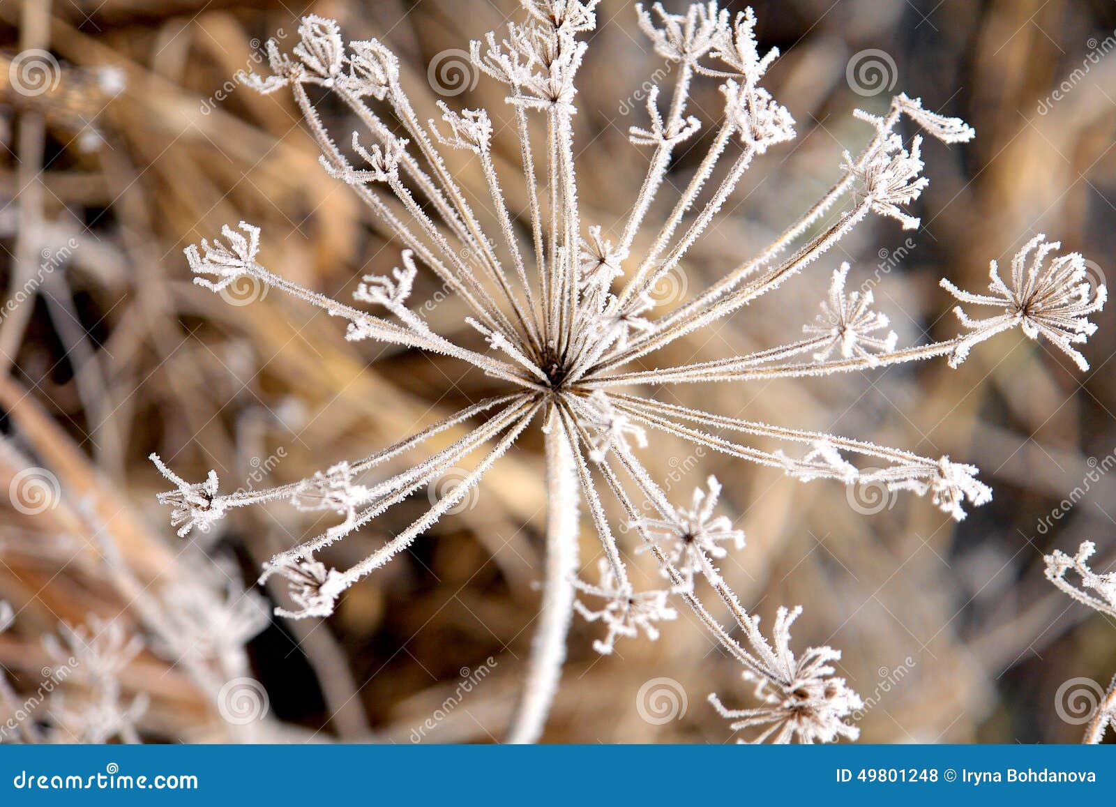 Gefrorene Blumen Stockfoto Bild Von Blumen Gefrorene