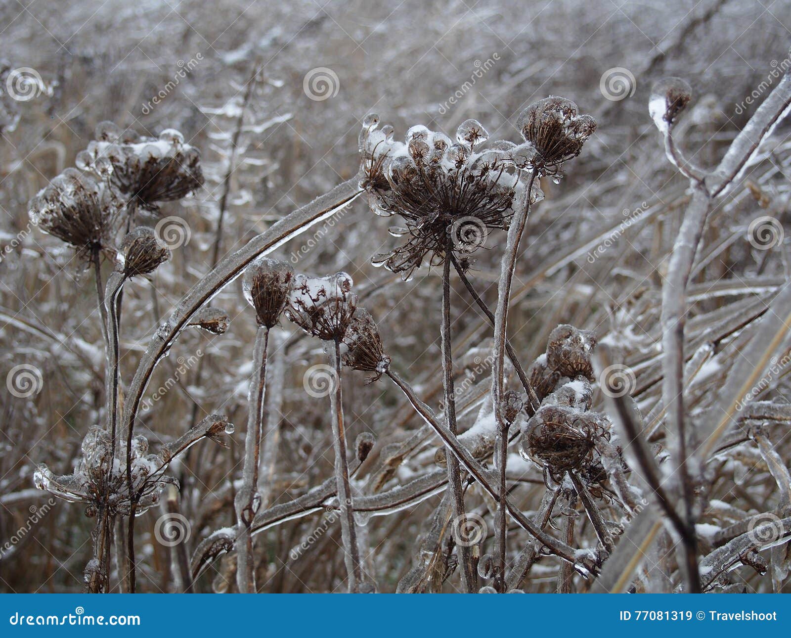 Gefrorene Blumen Stockbild Bild Von Blumen Kalt Betriebe