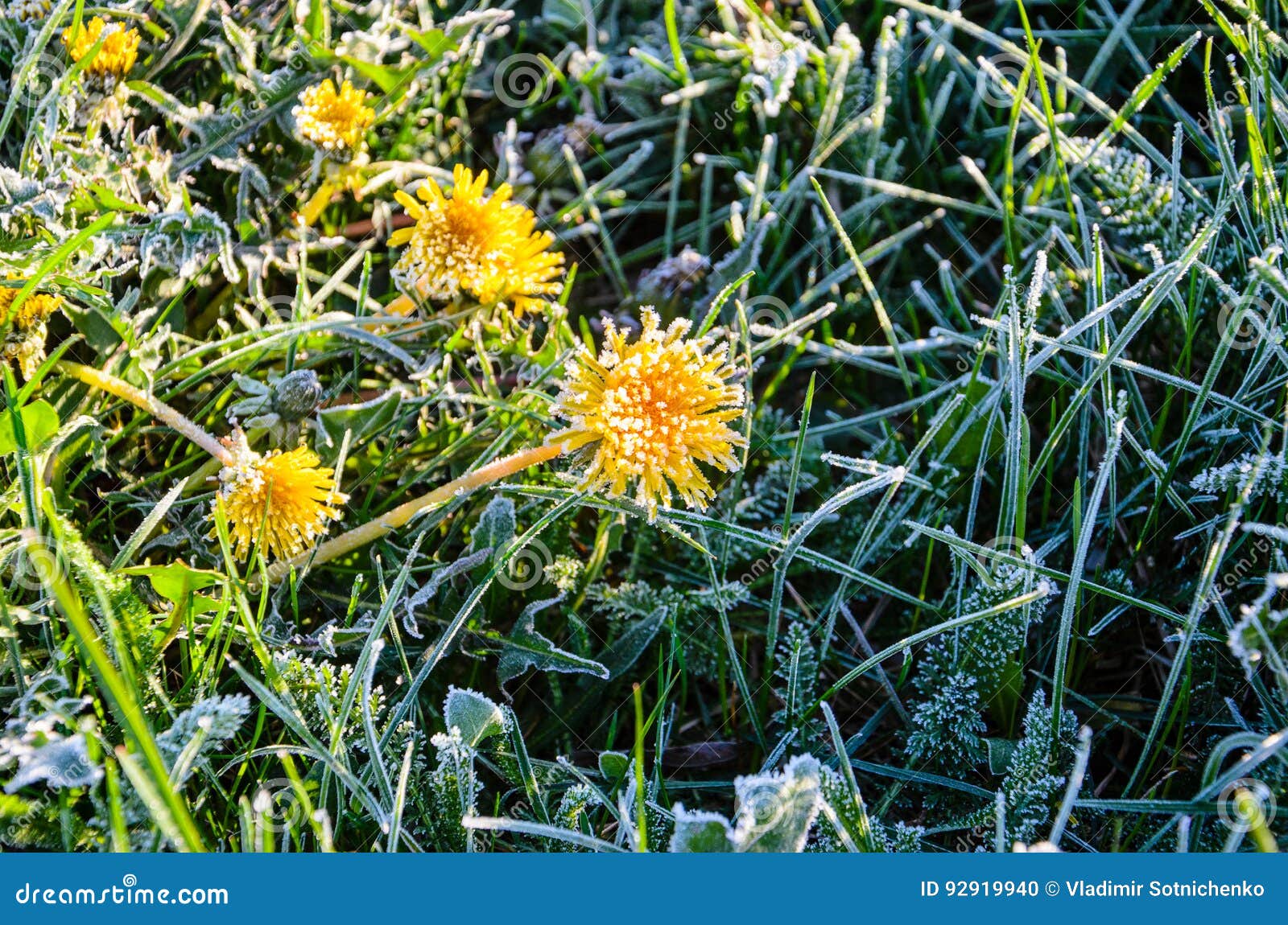 Gefrorene Blumen Eines Lowenzahns Morgens Frost Stockfoto Bild Von Gefrorene Morgens