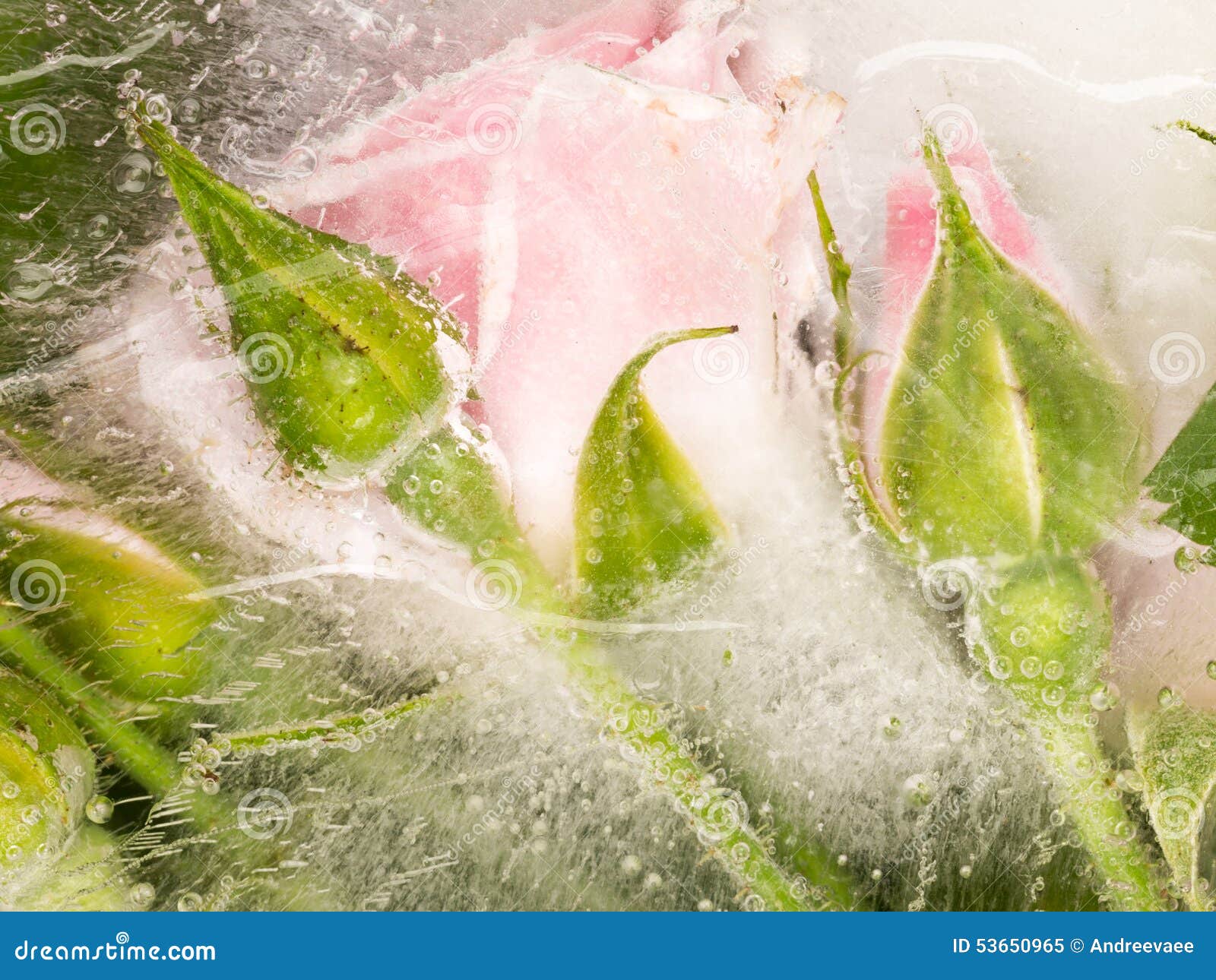 Gefrorene Susse Knospen Und Blumen Von Rosen Stockbild Bild Von Blumen Knospen