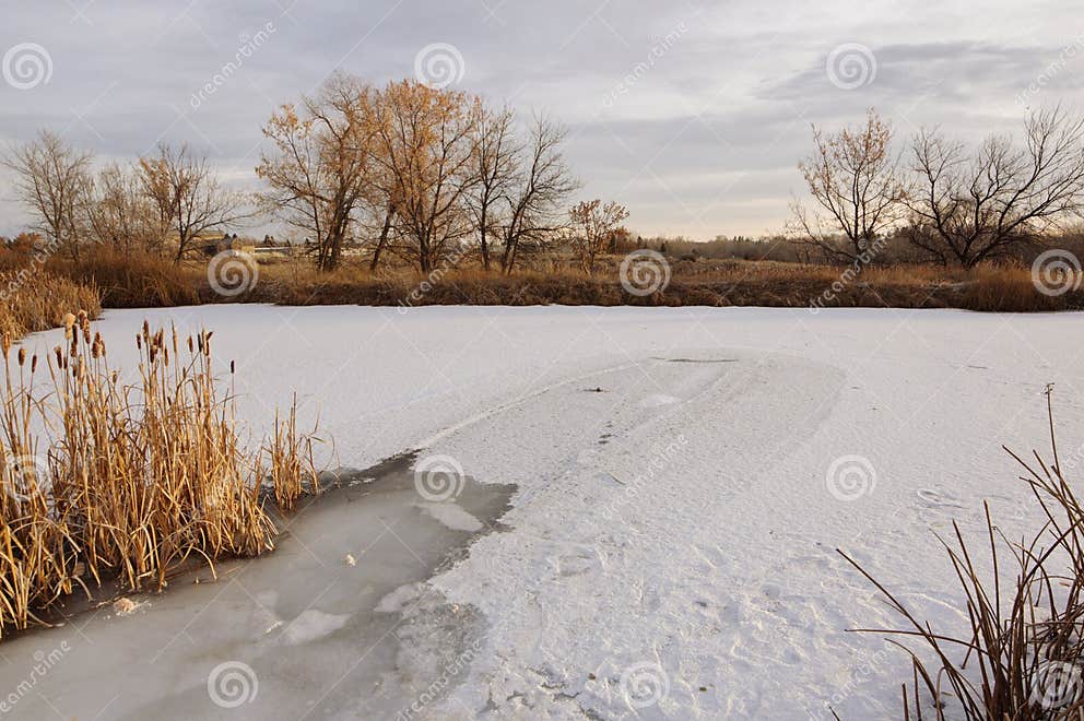 Gefrorener Teich stockbild. Bild von teich, cattails 134103307