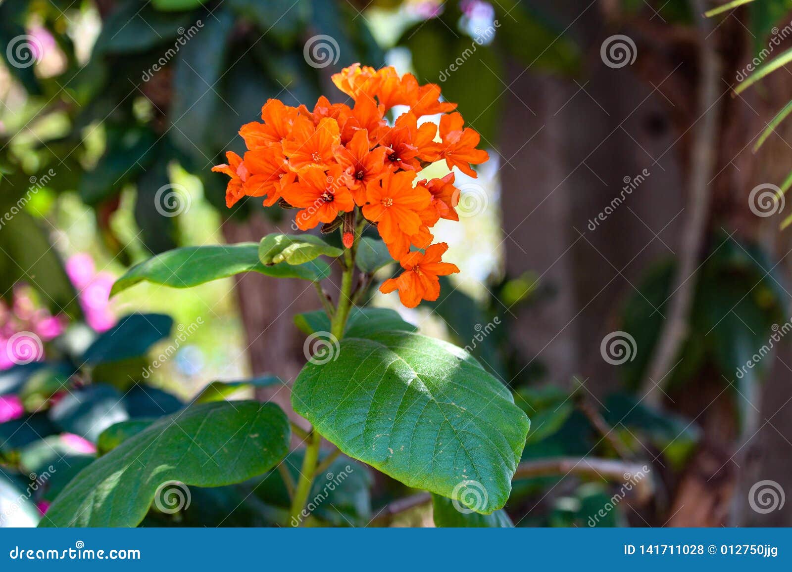 Geiger Tree  Bright Orange  Flowers  Stock Photo Image of 