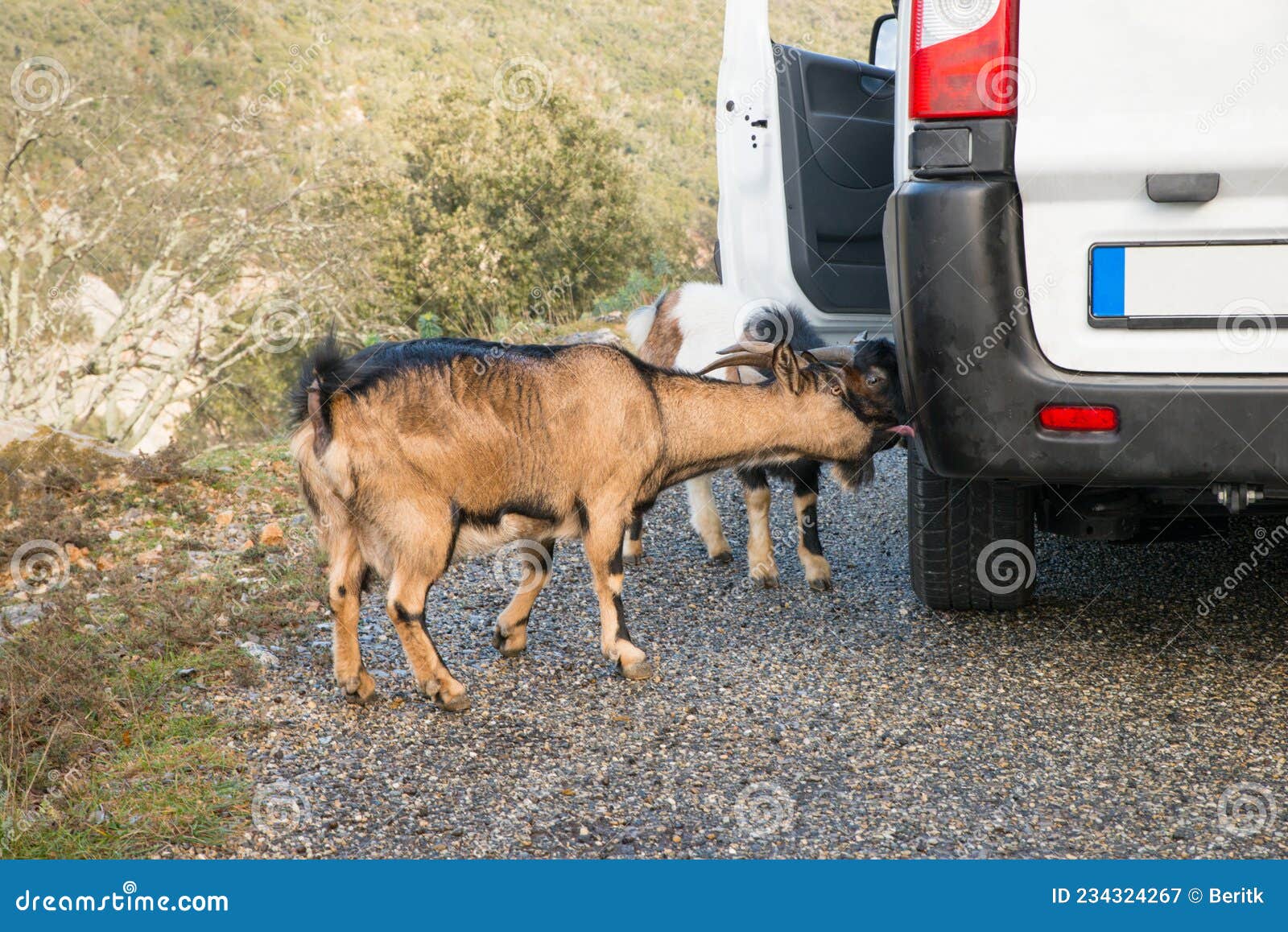 Geiten Op Een Witte Auto in Zuid - Frankrijk , Europa Reizen Wilde Dieren Stock Afbeelding - Image of park, 234324267