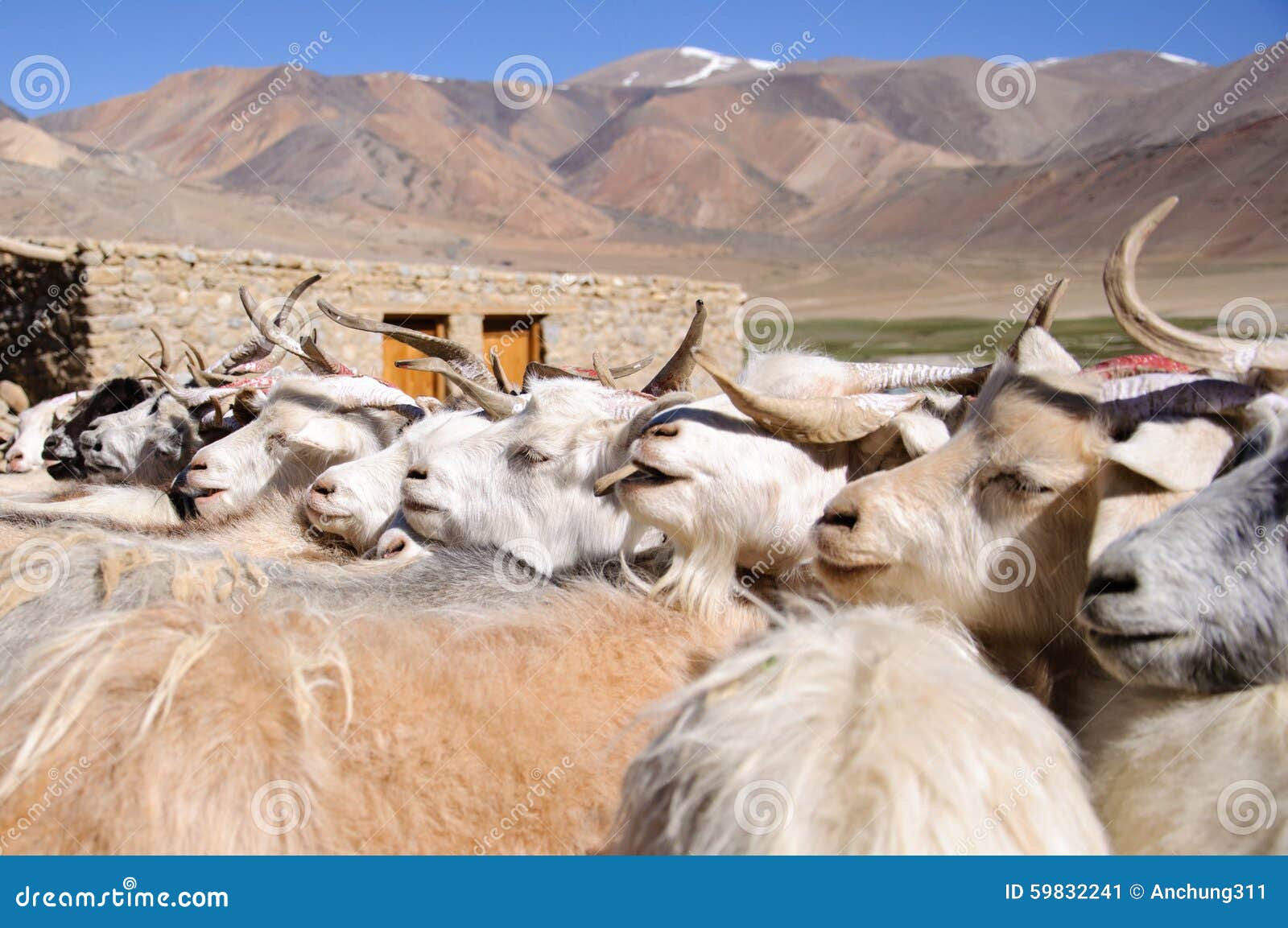 Geiten Van Nomaden Bij Korzok-Dorp Dichtbij Tsomoriri-Meer, Ladakh, India Stock Afbeelding - Image Of Achtergrond, Avontuur: 59832241