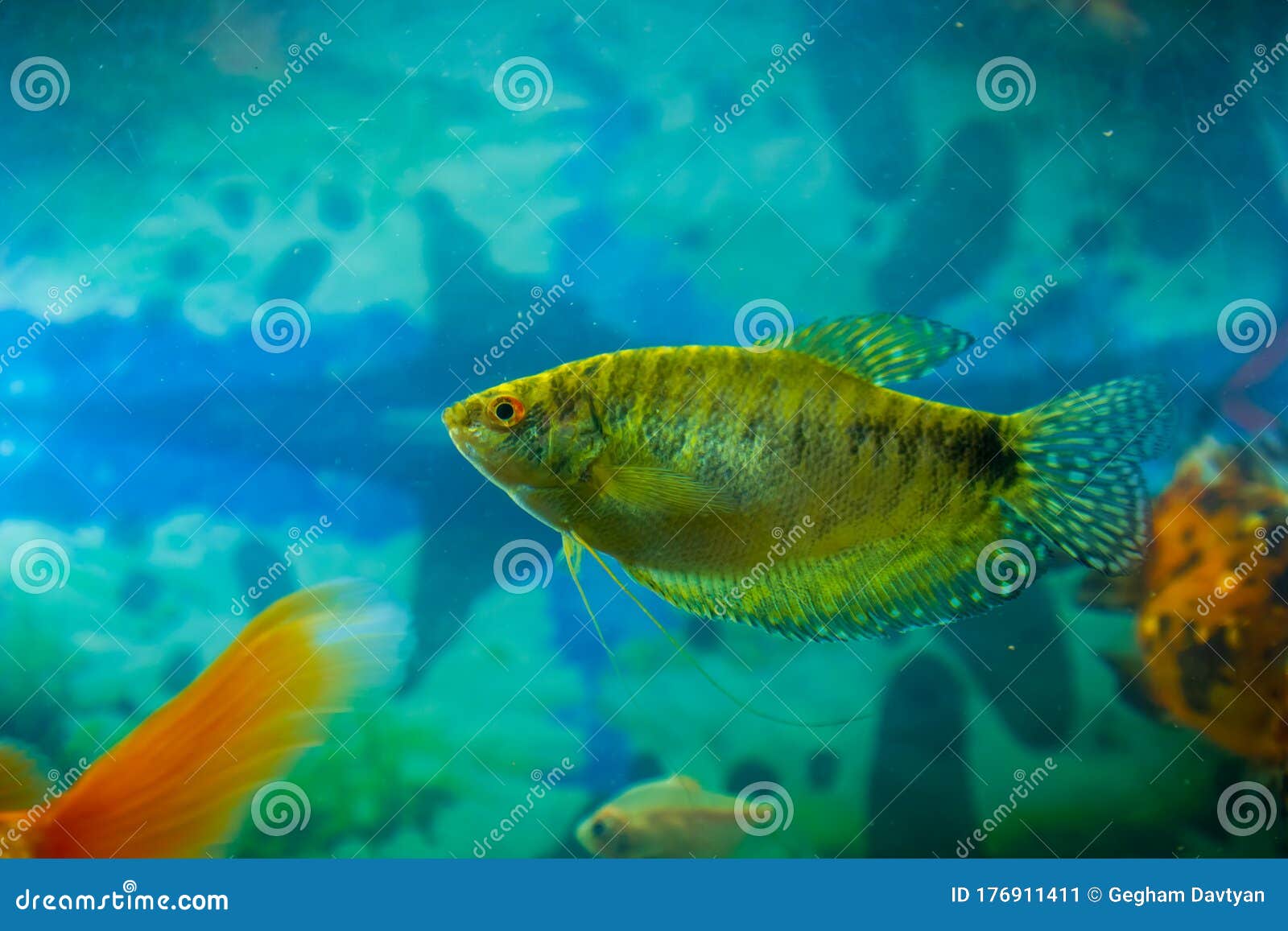 ozon Snel Stimulans Gekleurde Tropische Vis in Een Aquarium Stock Afbeelding - Image of kleur,  vissen: 176911411