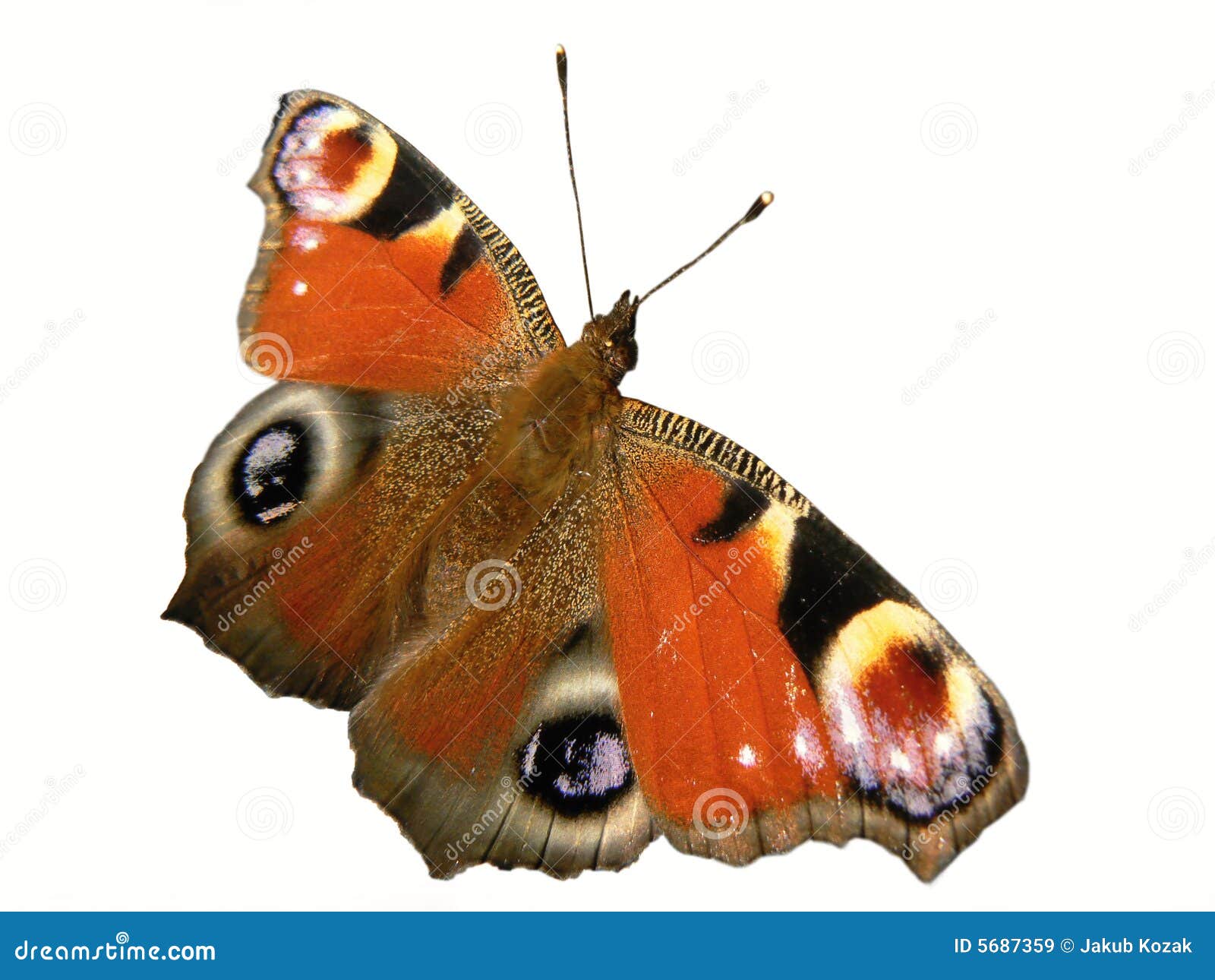 Gekleurde vlinder stock afbeelding. Image of vlieg, beeld - 5687359