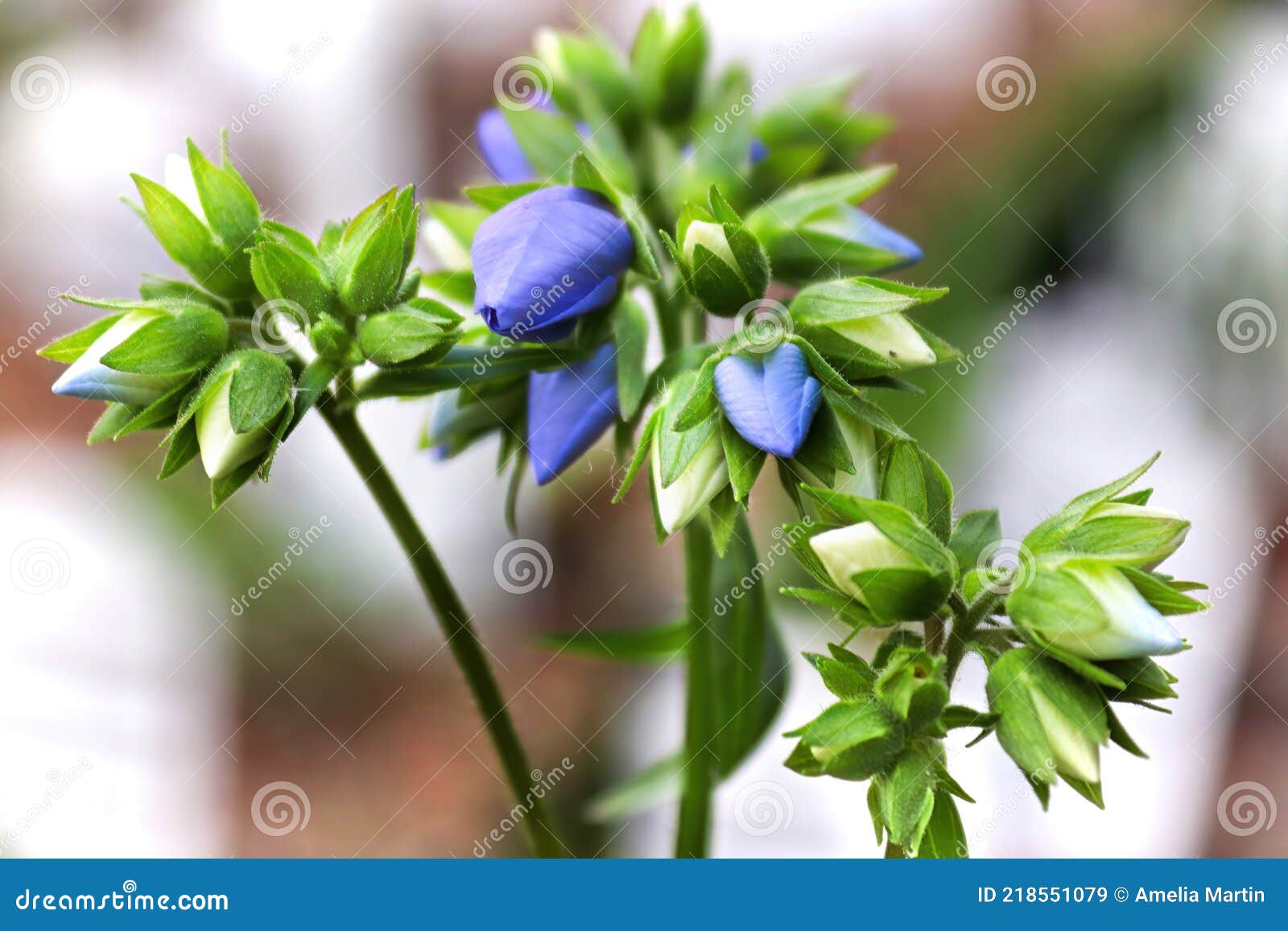 Gekrulde, Gesloten Blauwe Knoppen Op Een Jacobs Ladder Plant Stock Afbeelding - Image Of Alberta, Tuinieren: 218551079