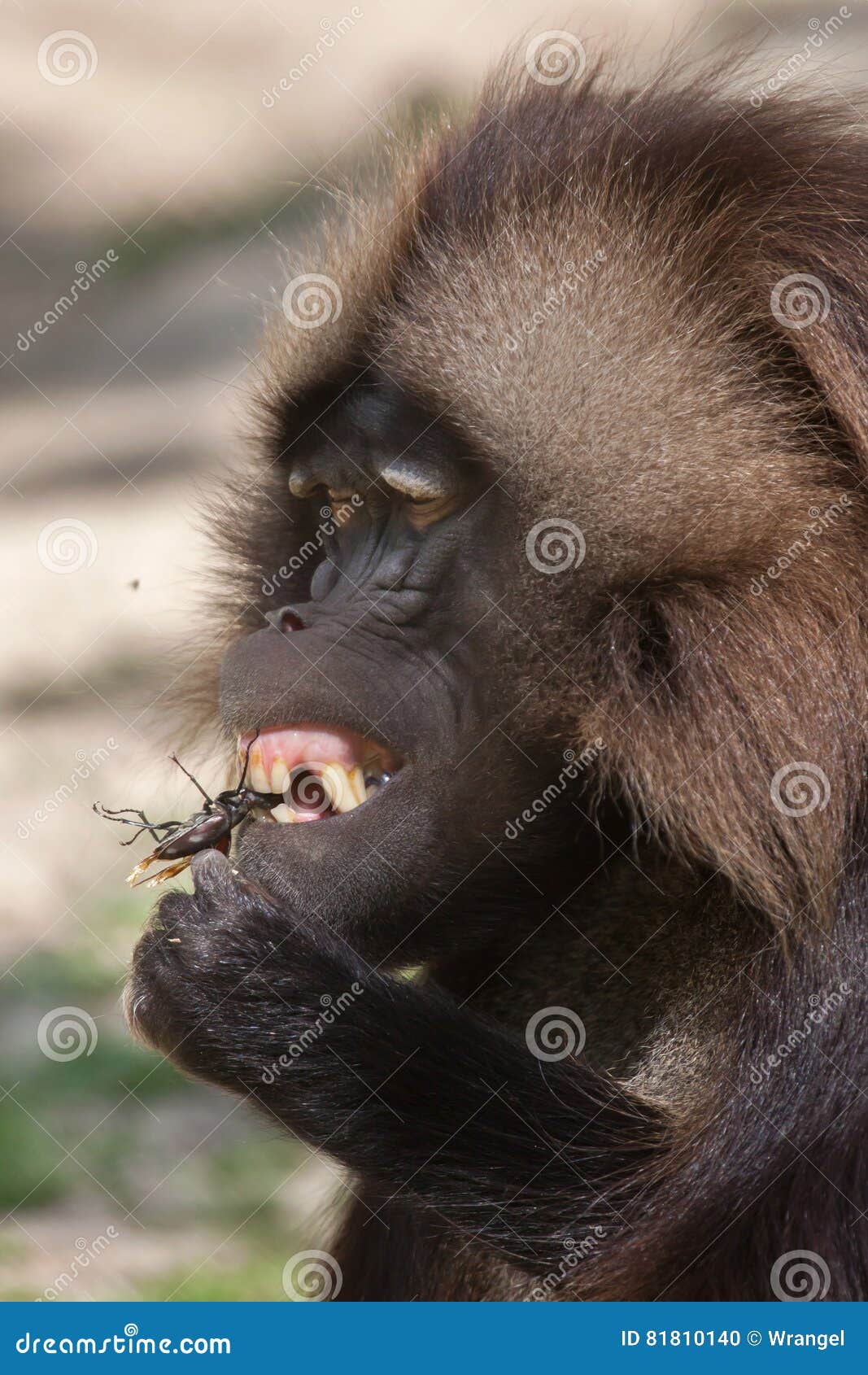 gelada baboon theropithecus gelada eating the stag beetle