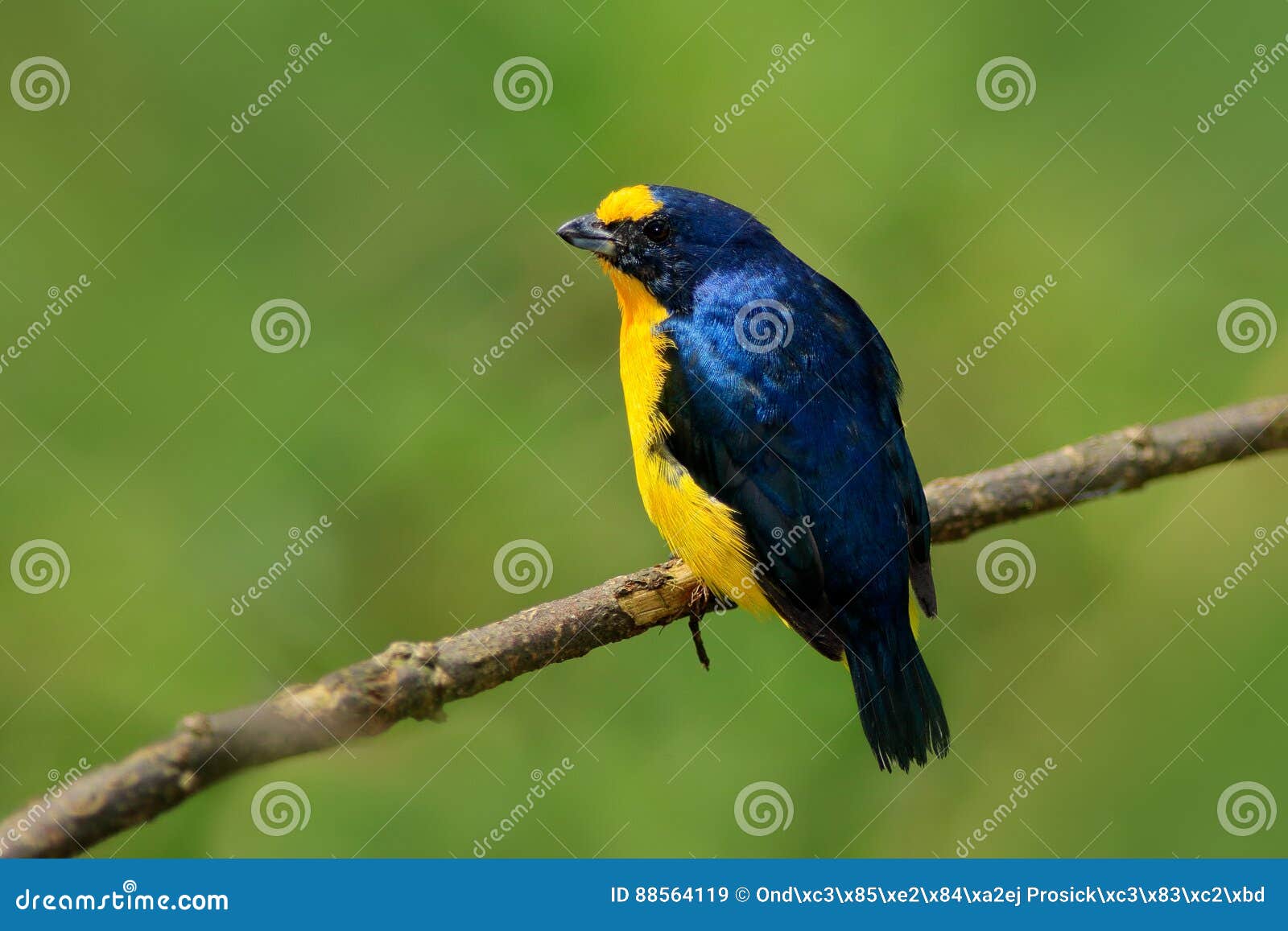 Gelb Throated Baritonhorner Baritonhorner Hirundinacea Blauer Und Gelber Exotischer Vogel Vom Costa Rica Birdwatching In Sudame Stockbild Bild Von Birdwatching Rica