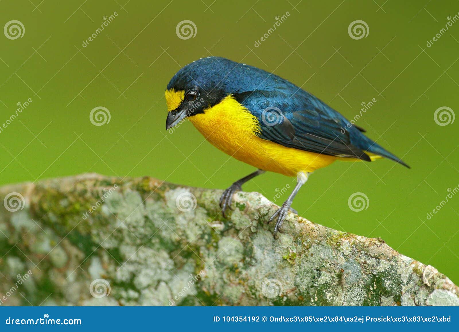 Gelb Throated Baritonhorner Baritonhorner Hirundinacea Blauer Und Gelber Exotischer Vogel Vom Costa Rica Birdwatching In Sudame Stockfoto Bild Von Birdwatching Gelb