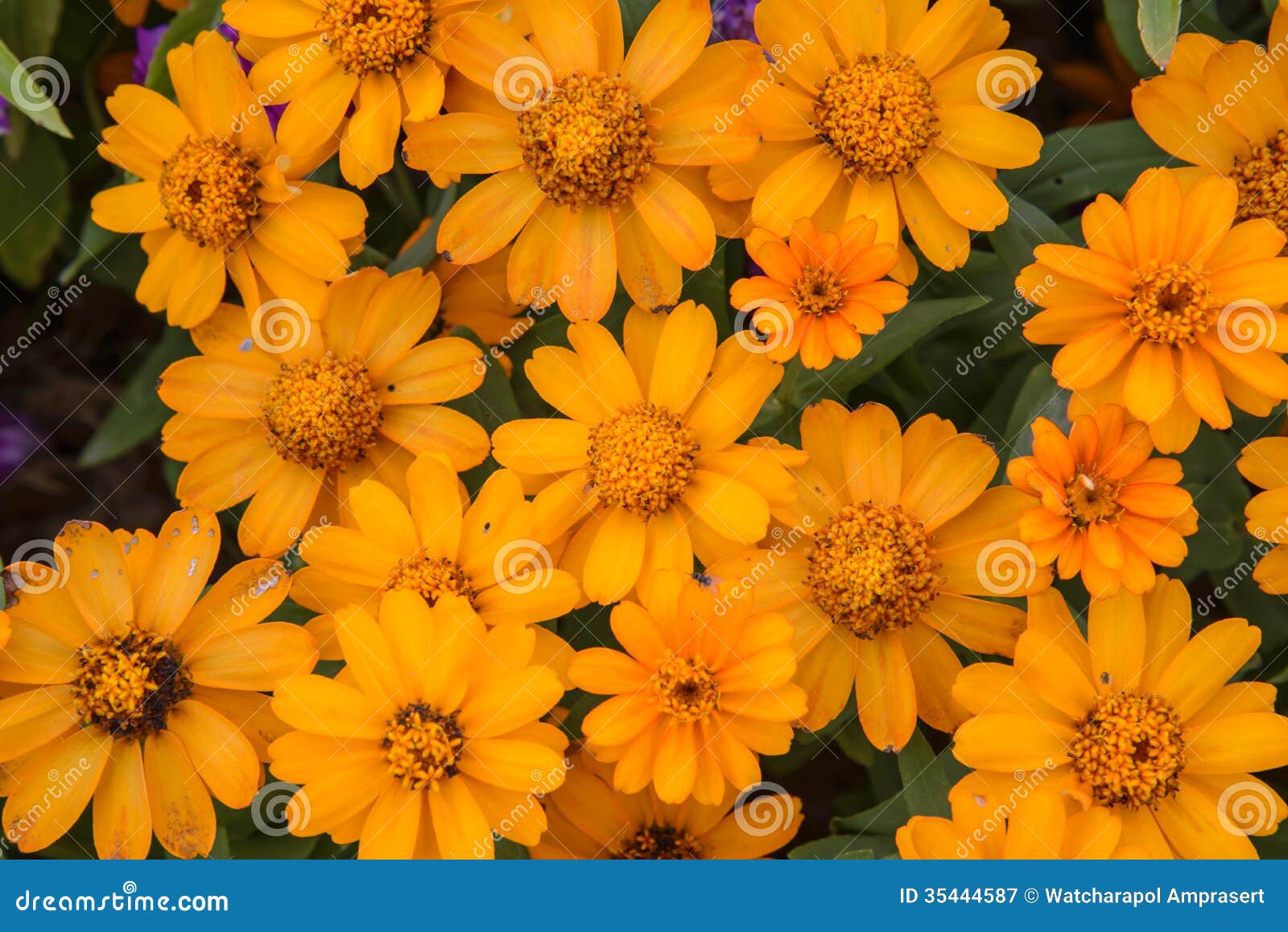 Gelbe Blume stockbild. Bild von blumenstrauß, blumen