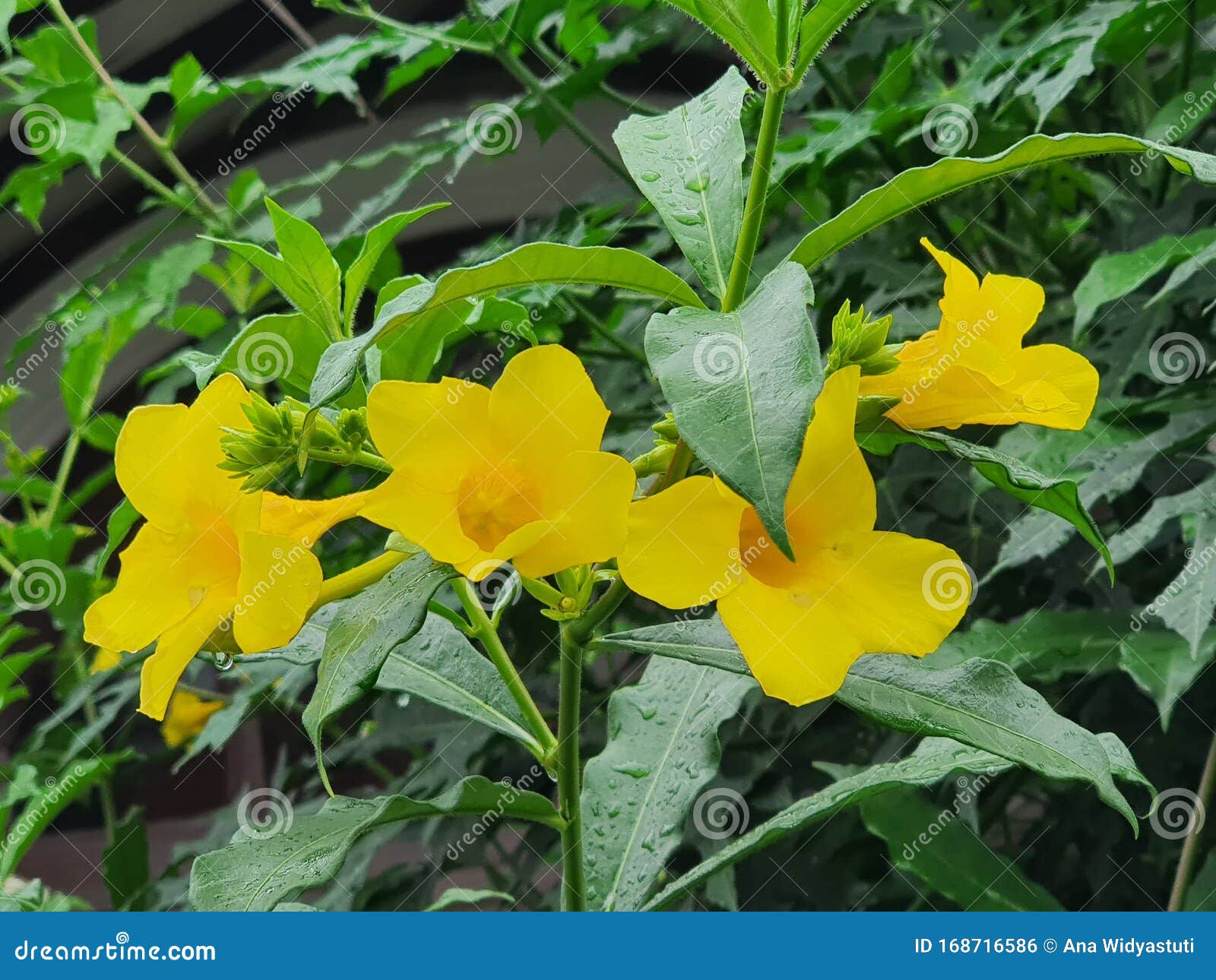 Gelbe Blumen im Garten stockfoto. Bild von grün, schön