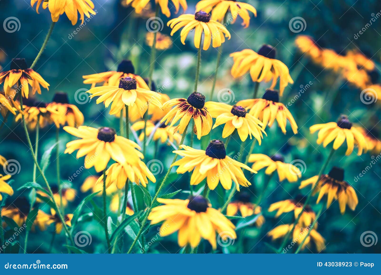 Gelbe EchinaceaBlumen stockbild. Bild von recht, medizin 43038923