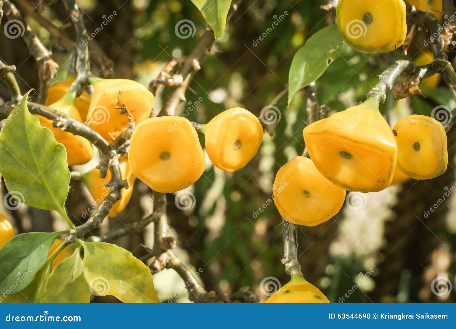 Gelbe Frucht Des Wachses Rose Stockfoto Bild von garten, blatt 63544690