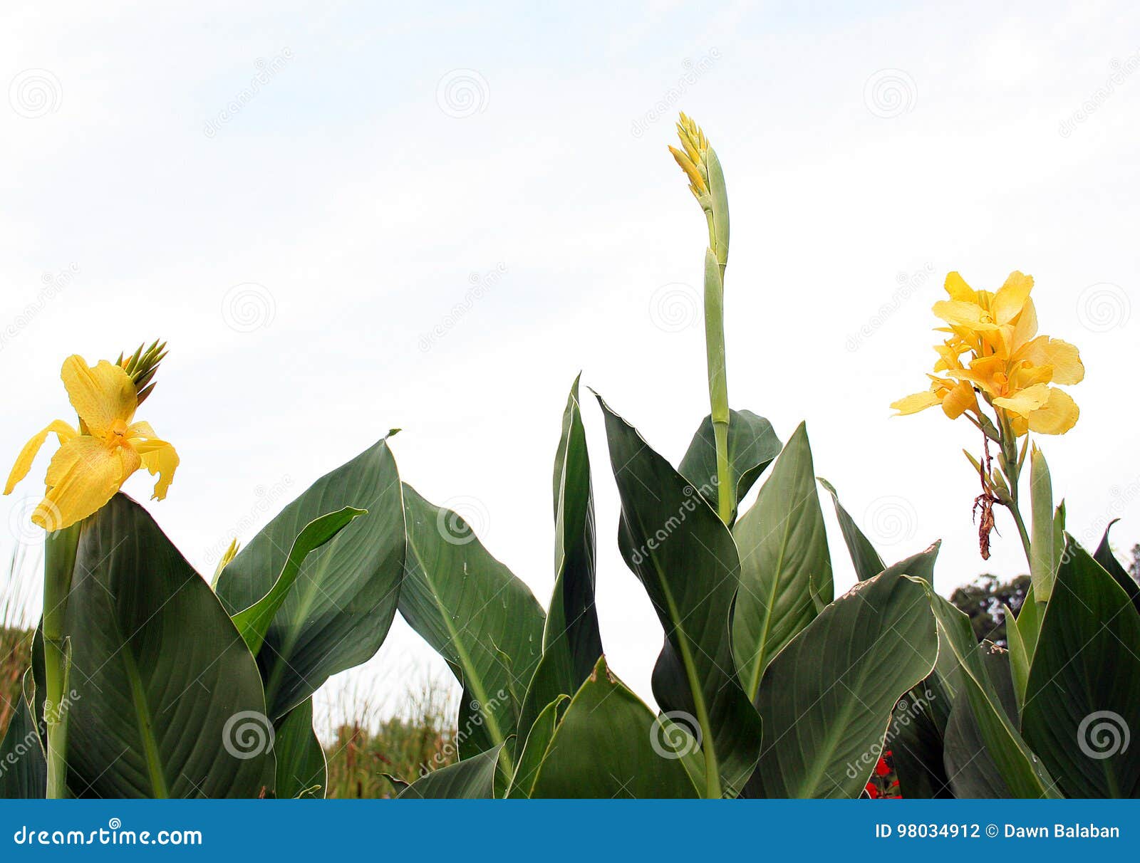 Gelbe Hohe Blumen Im Garten Stockfoto Bild Von Gelbe Garten 98034912
