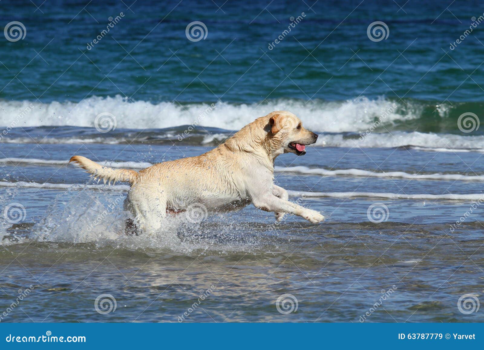 Gelbe LabradorSchwimmen Im Meer Stockbild Bild von küste, freund