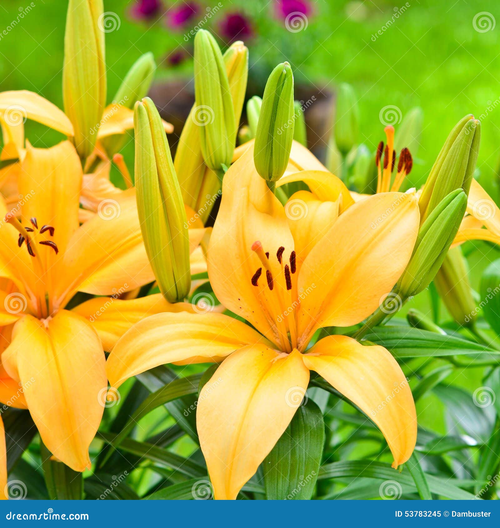 Gelbe Lilie Blüht Draußen Im Garten Stockbild Bild von gärtner