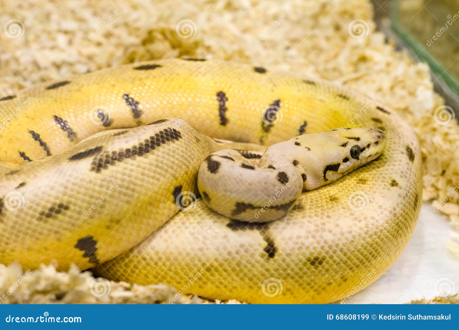 Gelbe Schlange Mit Schwarzen Flecken Stockbild Bild Von Schlange Exotisch