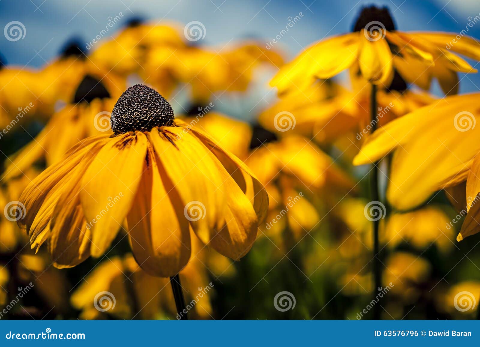 Gelbe Sommerblumen Im Garten Stockfoto Bild von entzückend, saisonal