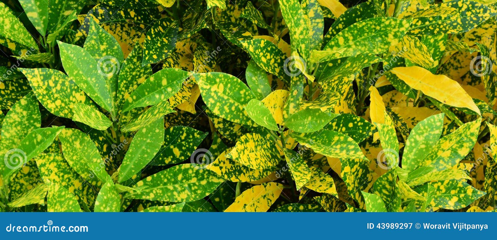 Gelbe und grüne Blätter stockbild. Bild von blatt, clear - 43989297